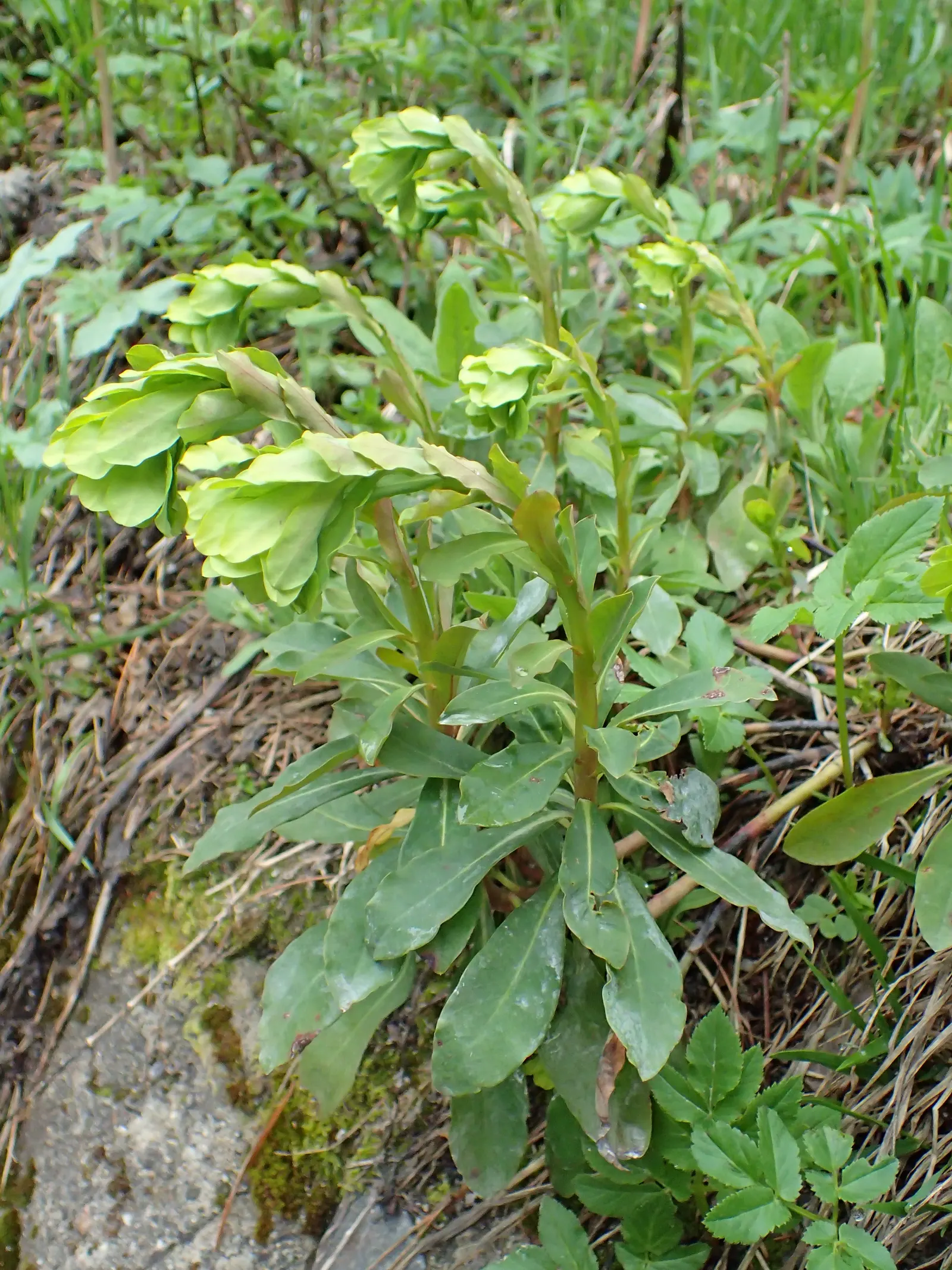 Wood Spurge (Euphorbia Robbiae) — Springtime sees it adorned with bright green-yellow flower bracts; green landscape even in shaded areas