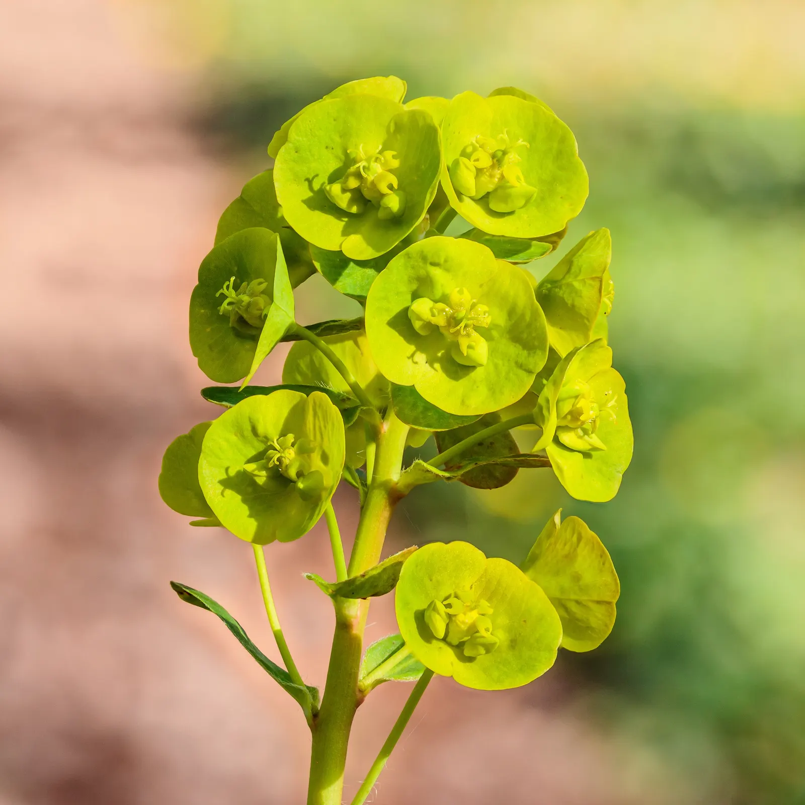 Wood Spurge (Euphorbia Robbiae) — This resilient ground cover thrives in partial to full shade; spreading mound that typically reaches around 1, image 58