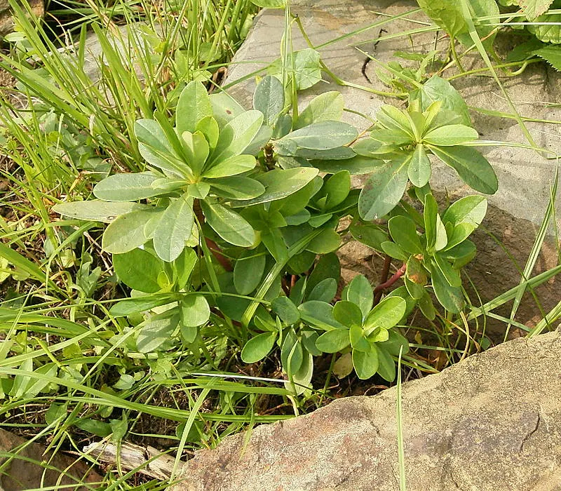 Wood Spurge (Euphorbia Robbiae) — which can be irritating to skin and toxic if ingested