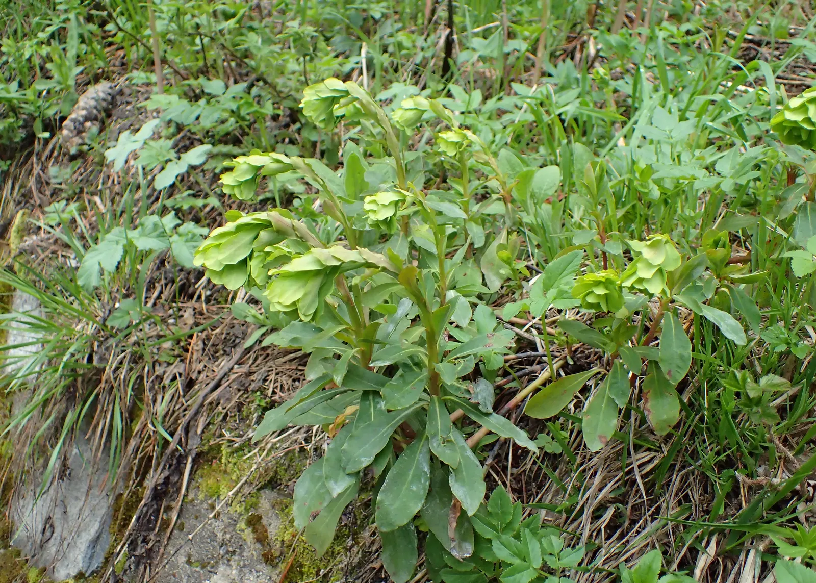 Wood Spurge (Euphorbia Robbiae) — spreading mound that typically reaches around 1 foot in height; which can be irritating to skin and toxic if ingested
