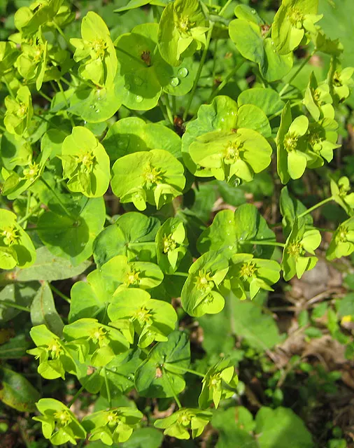 Wood Spurge (Euphorbia Robbiae) — which can be irritating to skin and toxic if ingested; spreading mound that typically reaches around 1 foot in height