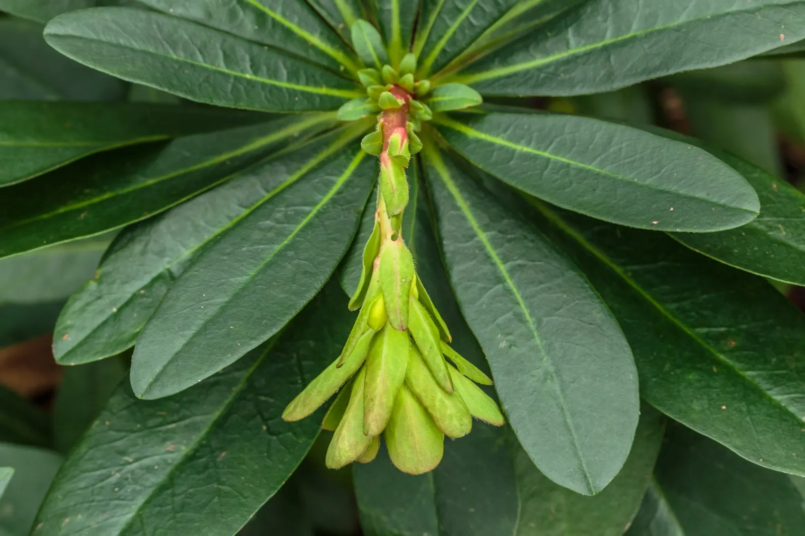 Wood Spurge (Euphorbia Robbiae) — Wood Spurge will surely enhance the client's garden; green landscape even in shaded areas