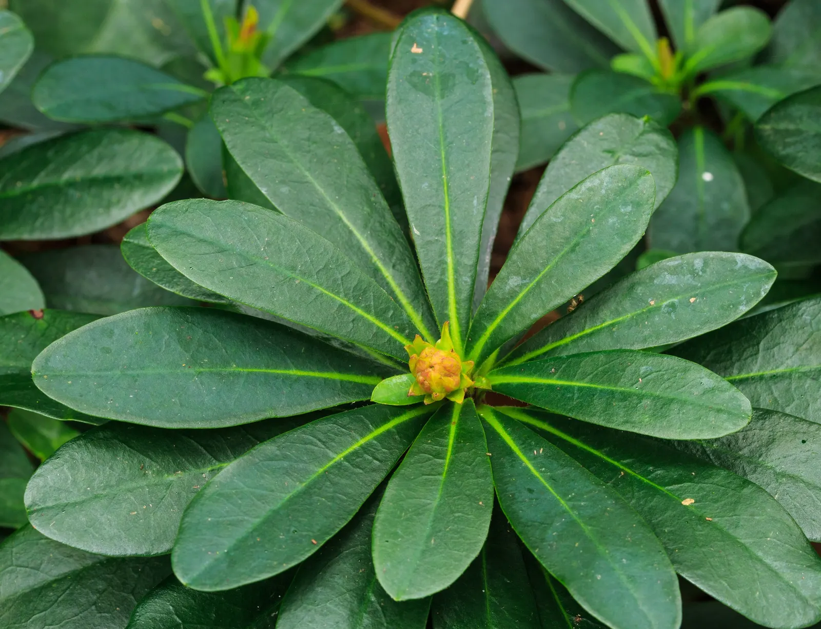 Wood Spurge (Euphorbia Robbiae) — This robust plant is well-suited for USDA hardiness zones 6 through 9