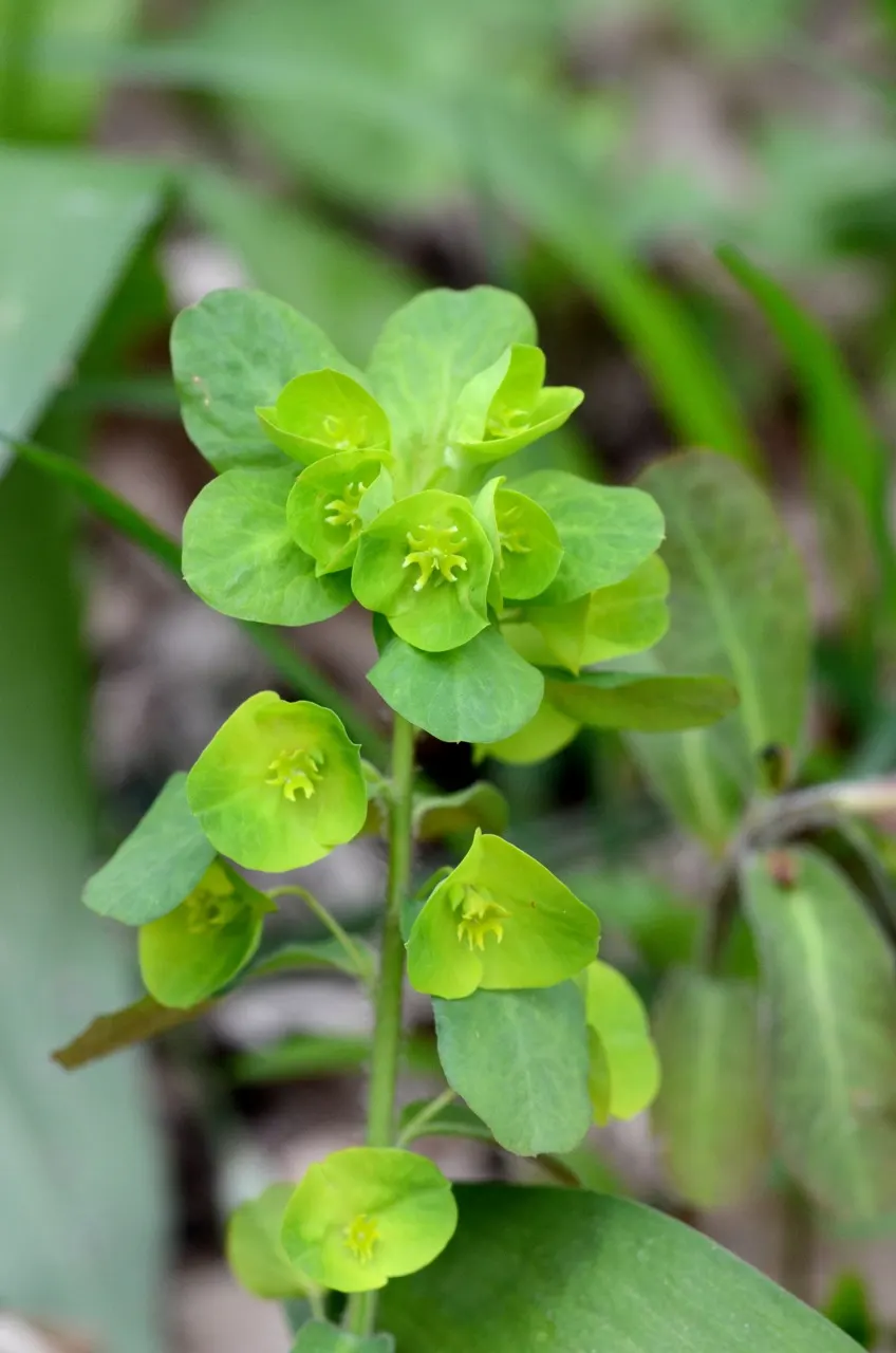 Wood Spurge (Euphorbia Robbiae) — effortlessly fitting into woodland gardens; spreading mound that typically reaches around 1 foot in height, image 78