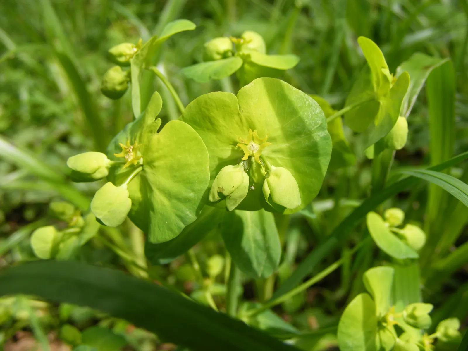 Wood Spurge (Euphorbia Robbiae) — requires well-draining soil; spreading mound that typically reaches around 1 foot in height, image 62