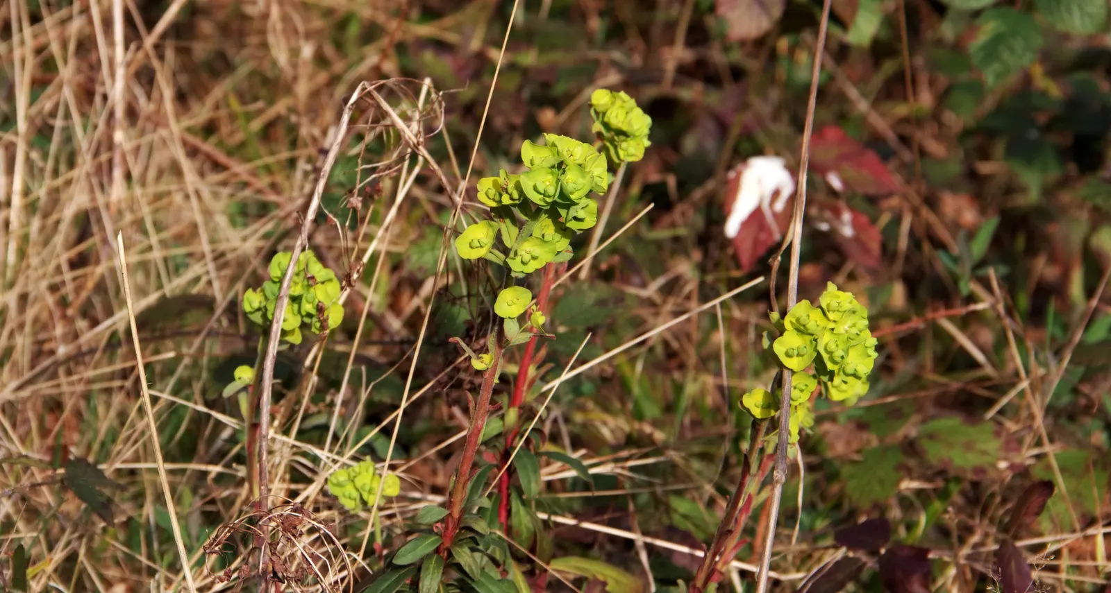 Wood Spurge (Euphorbia Robbiae) — This robust plant is well-suited for USDA hardiness zones 6 through 9; springtime sees it adorned with bright, image 65