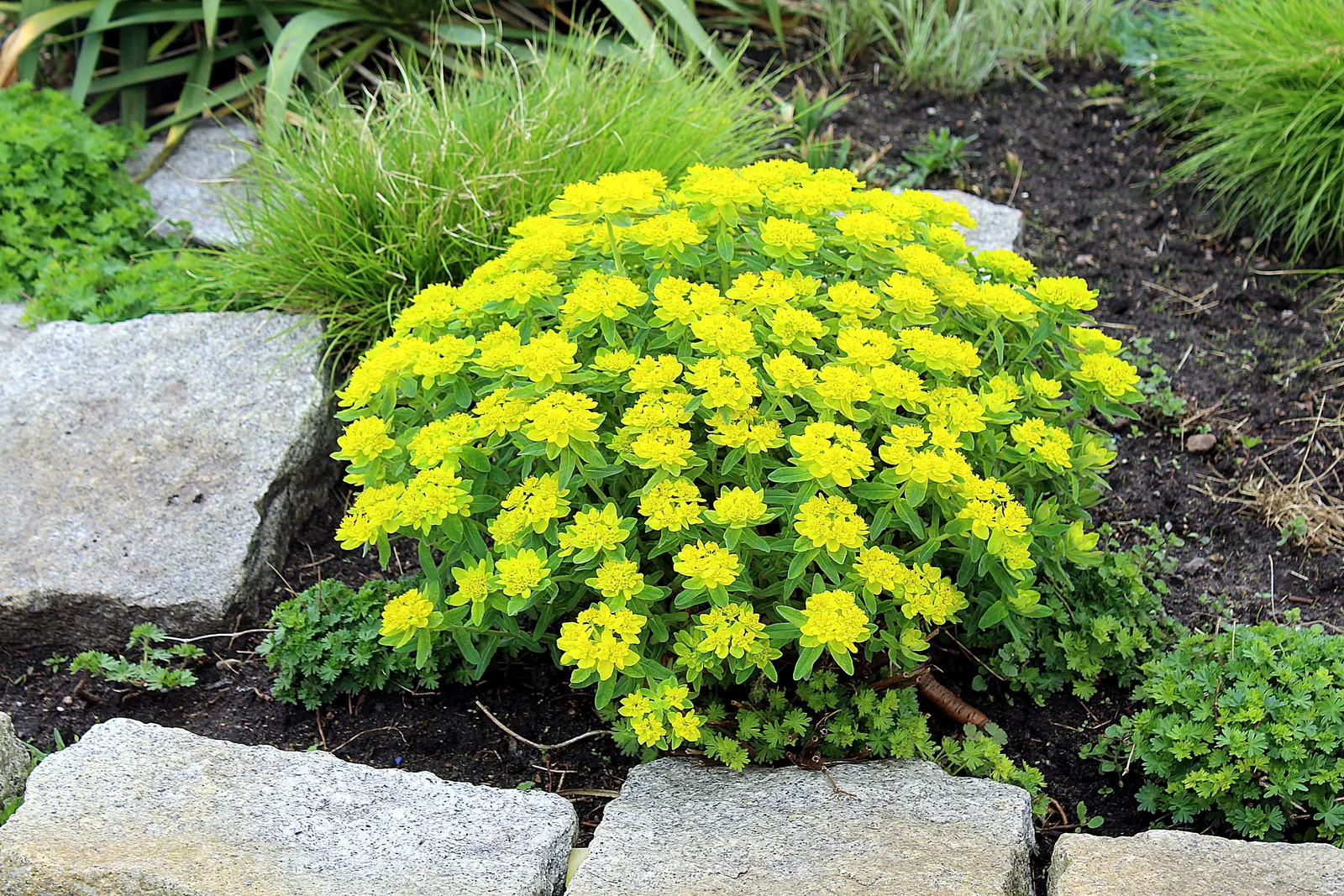 Wood Spurge (Euphorbia Robbiae) — leathery leaves that are rich green in color; spreading mound that typically reaches around 1 foot in height, image 66