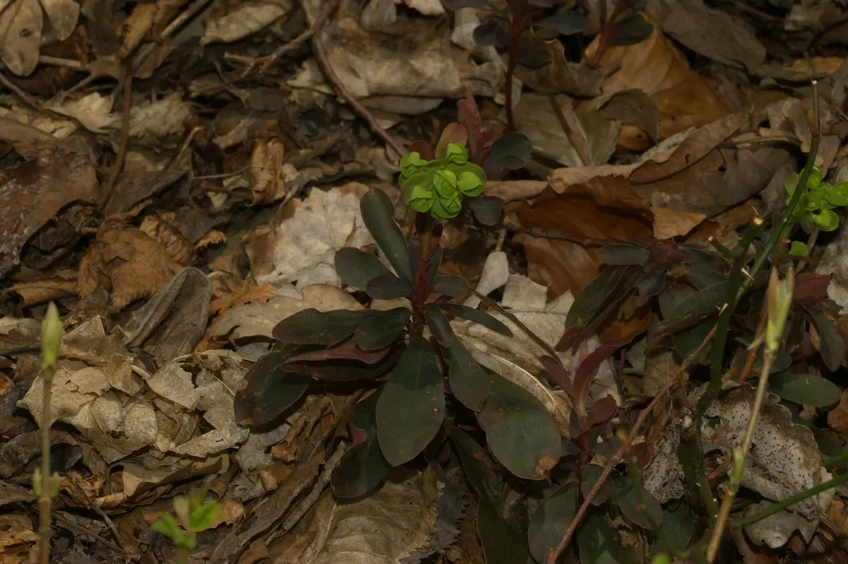 Wood Spurge (Euphorbia Robbiae) — thus caution should be exercised during handling; which can be irritating to skin and toxic if ingested, image 75