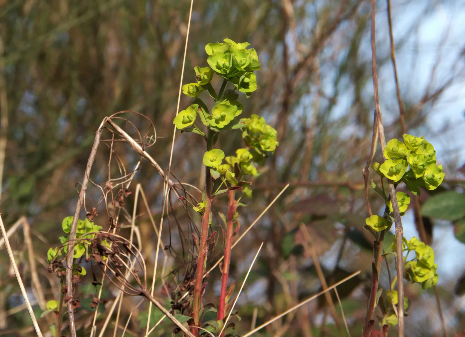 Wood Spurge (Euphorbia Robbiae) — preferring loamy or sandy substrates; springtime sees it adorned with bright green-yellow flower bracts, image 69