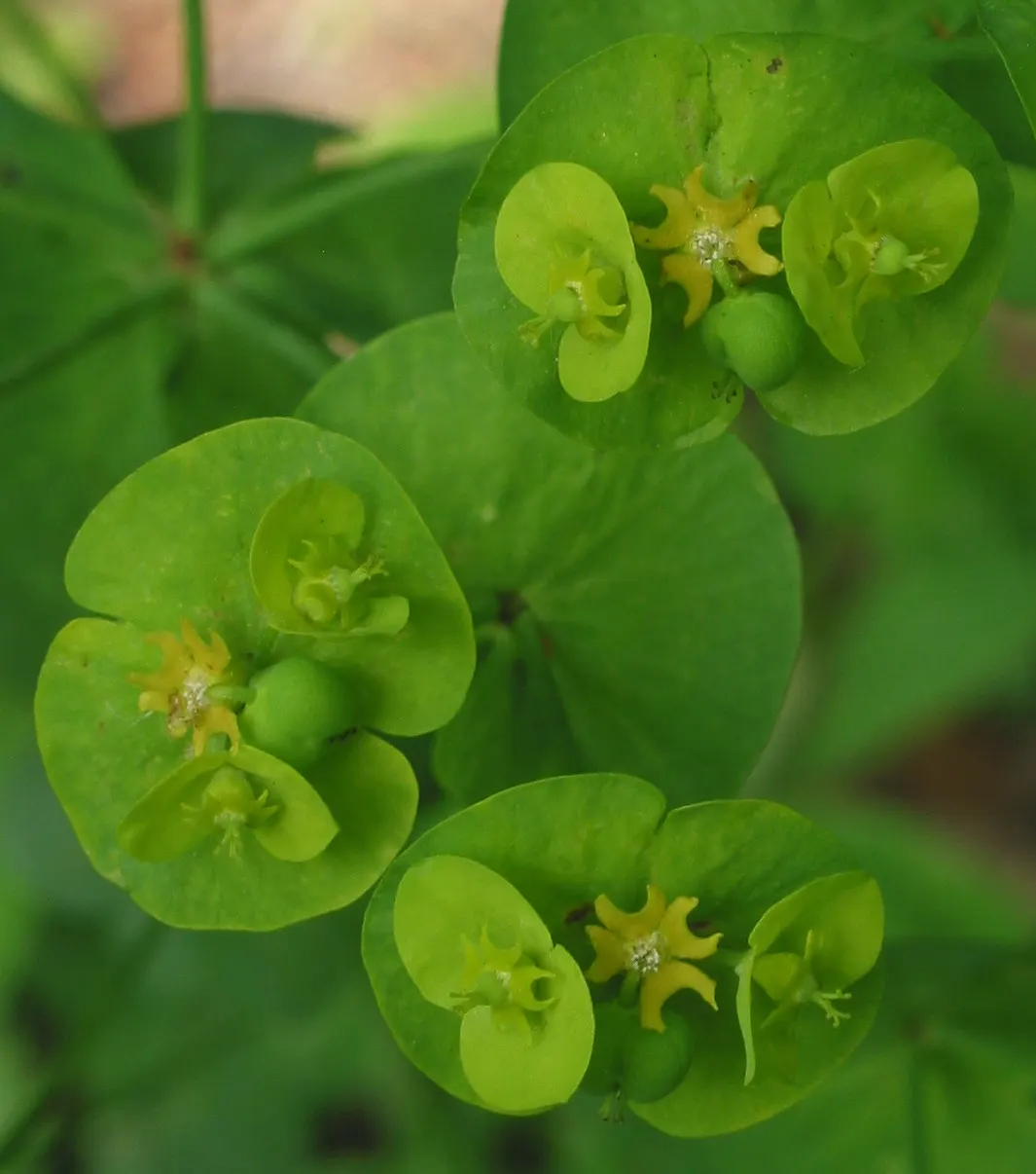 Wood Spurge (Euphorbia Robbiae) — Springtime sees it adorned with bright green-yellow flower bracts