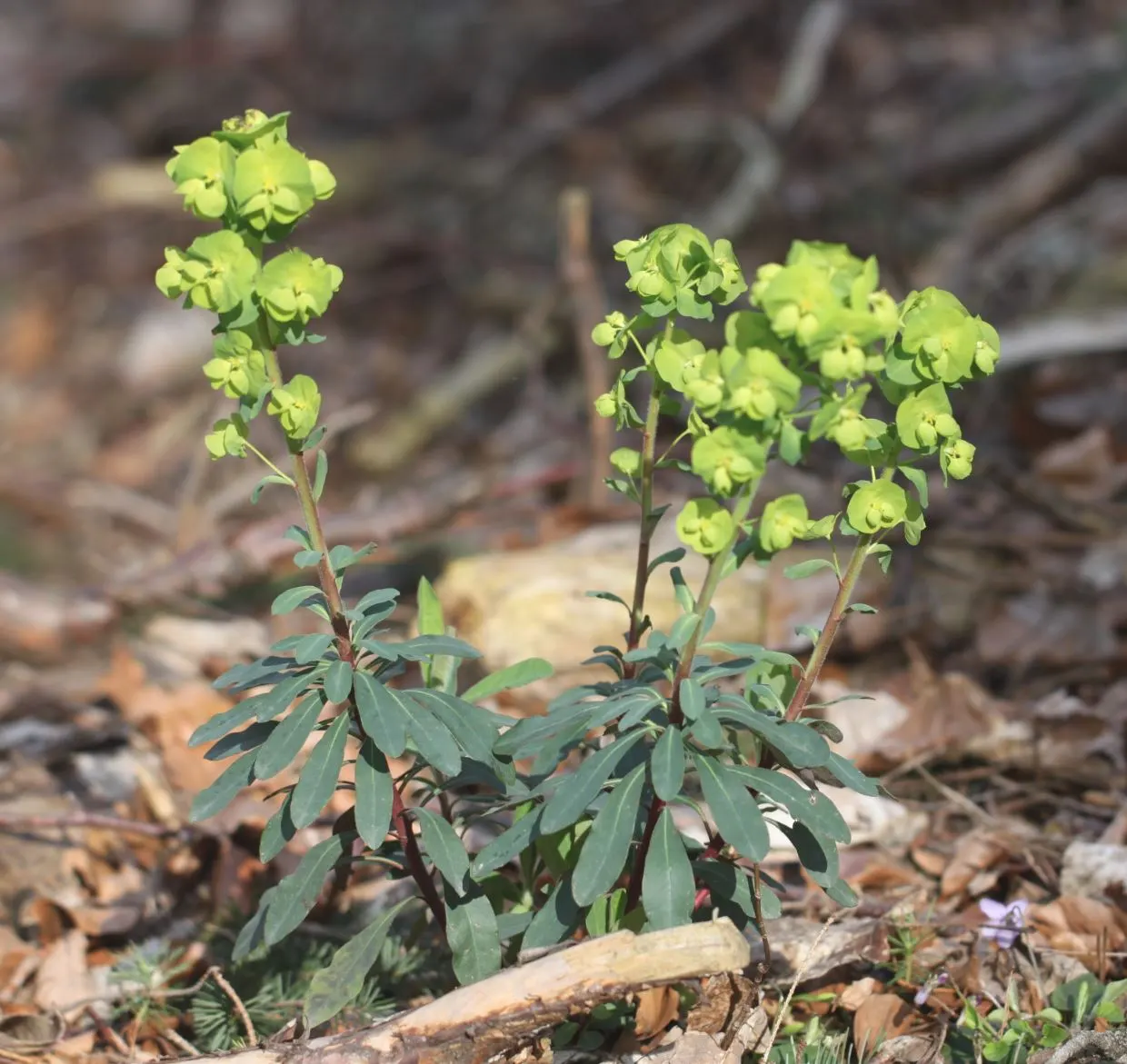 Wood Spurge (Euphorbia Robbiae) — with a spread of up to 1.5 feet; green landscape even in shaded areas, image 68