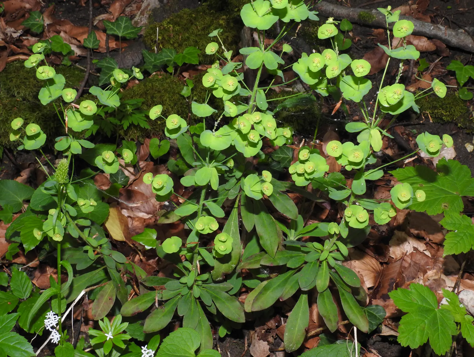 Wood Spurge (Euphorbia Robbiae) — expanding up to 24 inches wide and 18 inches tall