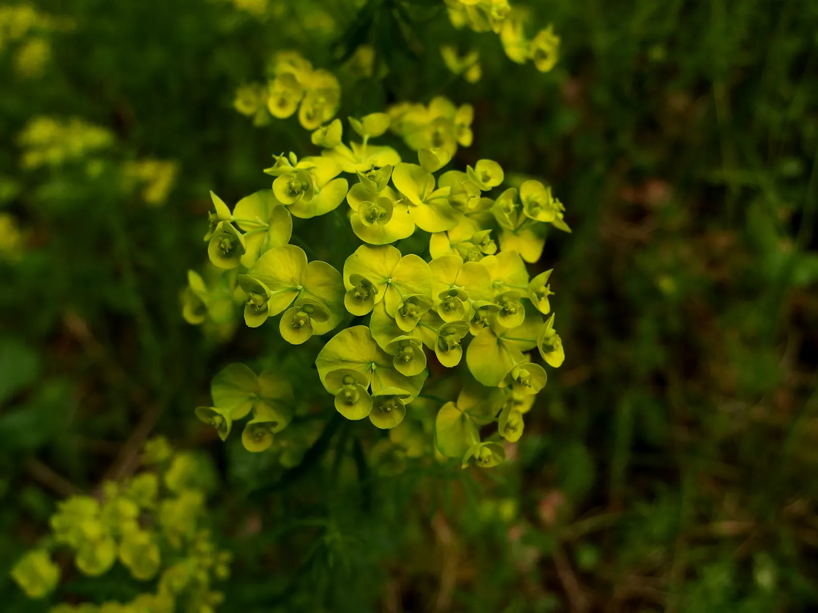 Wood Spurge (Euphorbia Robbiae) — This low maintenance choice is excellent for adding texture and year-round interest; springtime sees it adorned, image 77