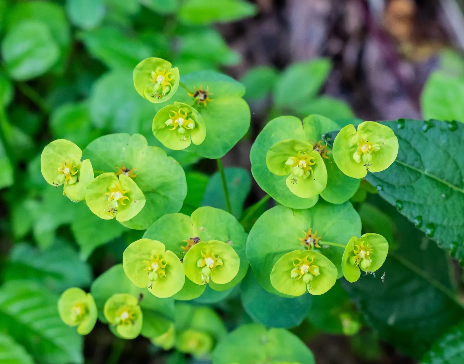 Wood Spurge (Euphorbia Robbiae) — and it prospers in both full shade and partial sun; spreading mound that typically reaches around 1 foot in height, image 70