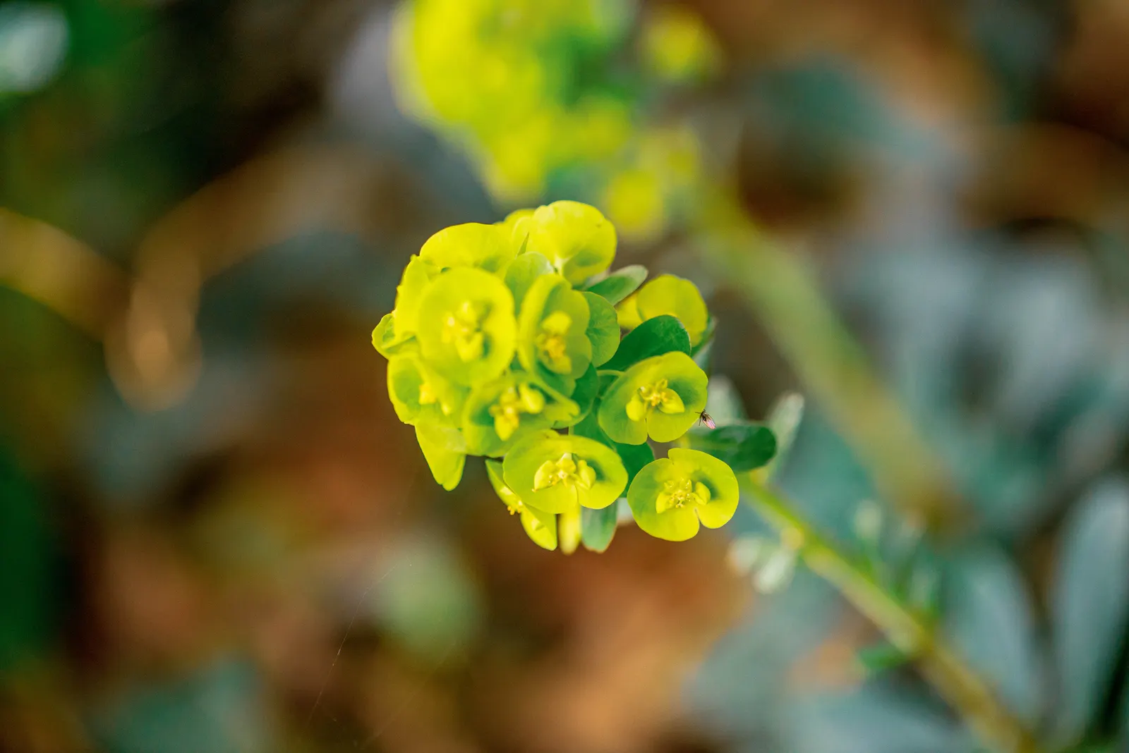 Wood Spurge (Euphorbia Robbiae) — spreading mound that typically reaches around 1 foot in height; which can be irritating to skin and toxic if, image 67