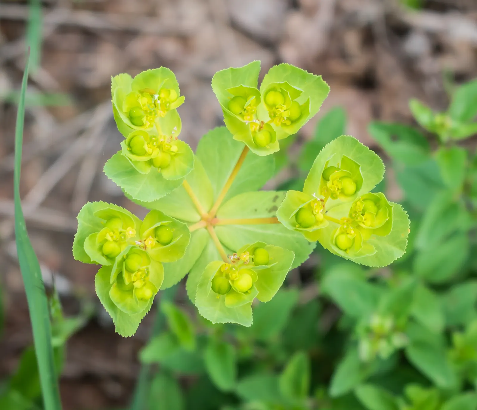Wood Spurge (Euphorbia Robbiae) — which also makes them an excellent ground cover option.<br><br>Of particular note is the plant's milky sap, image 73
