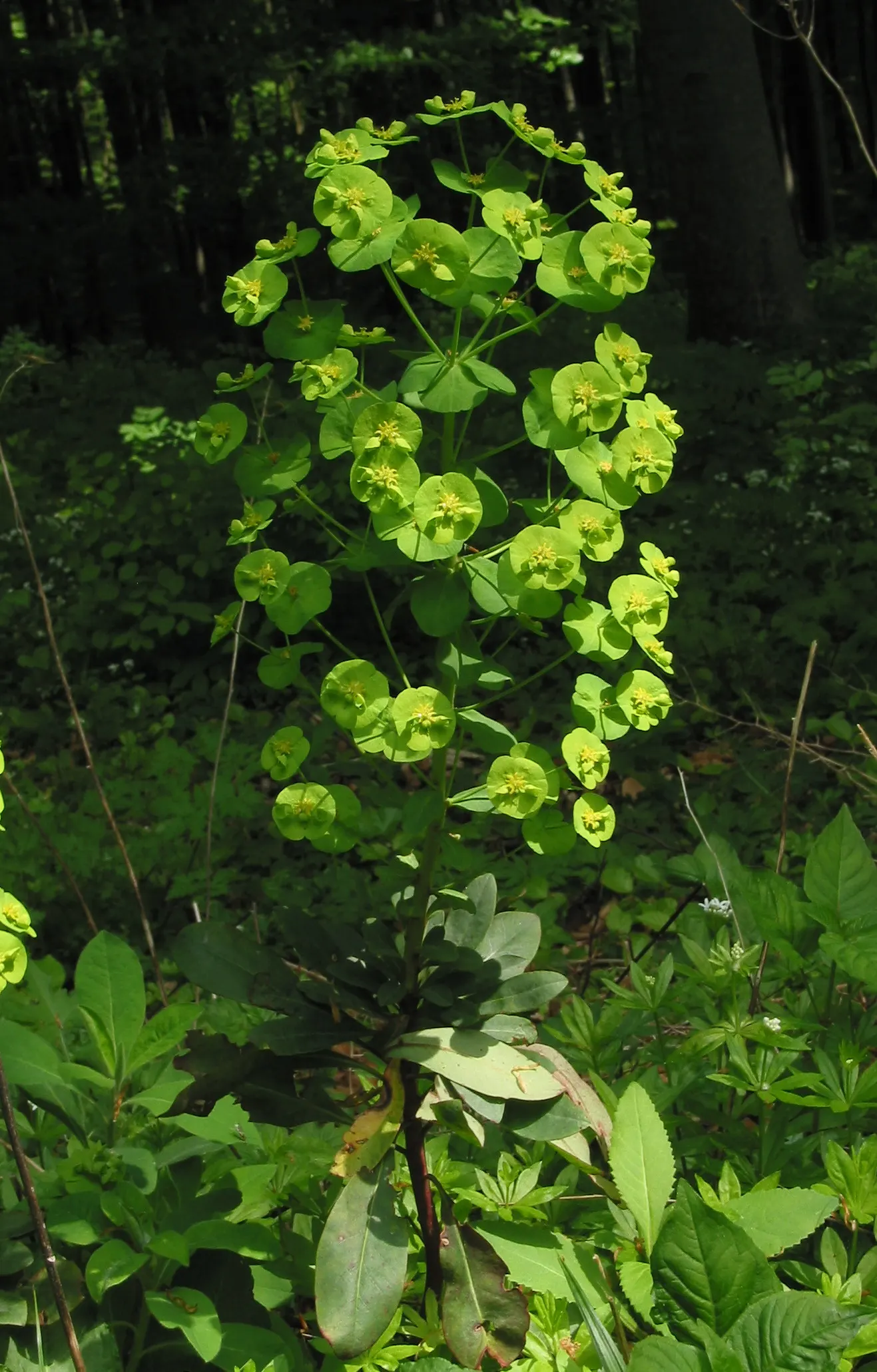 Wood Spurge (Euphorbia Robbiae) — This resilient ground cover thrives in partial to full shade