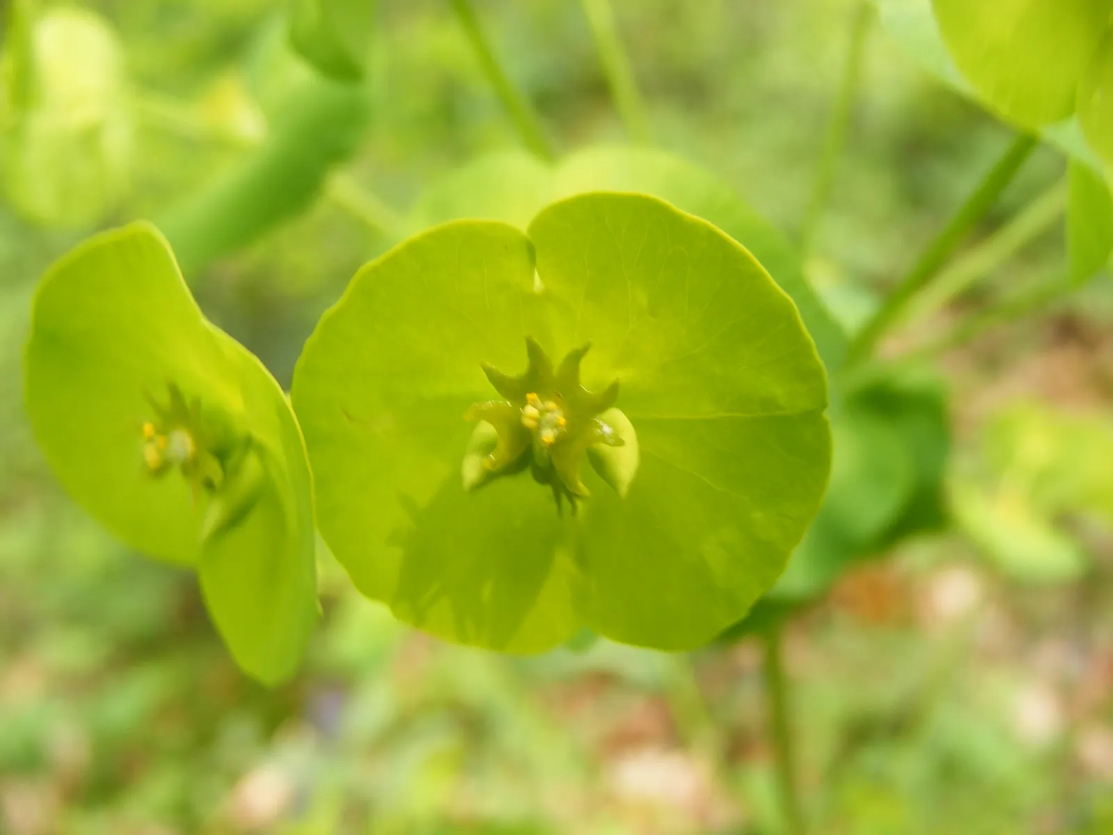 Wood Spurge (Euphorbia Robbiae) — and offers excellent deer resistance; which can be irritating to skin and toxic if ingested, image 63