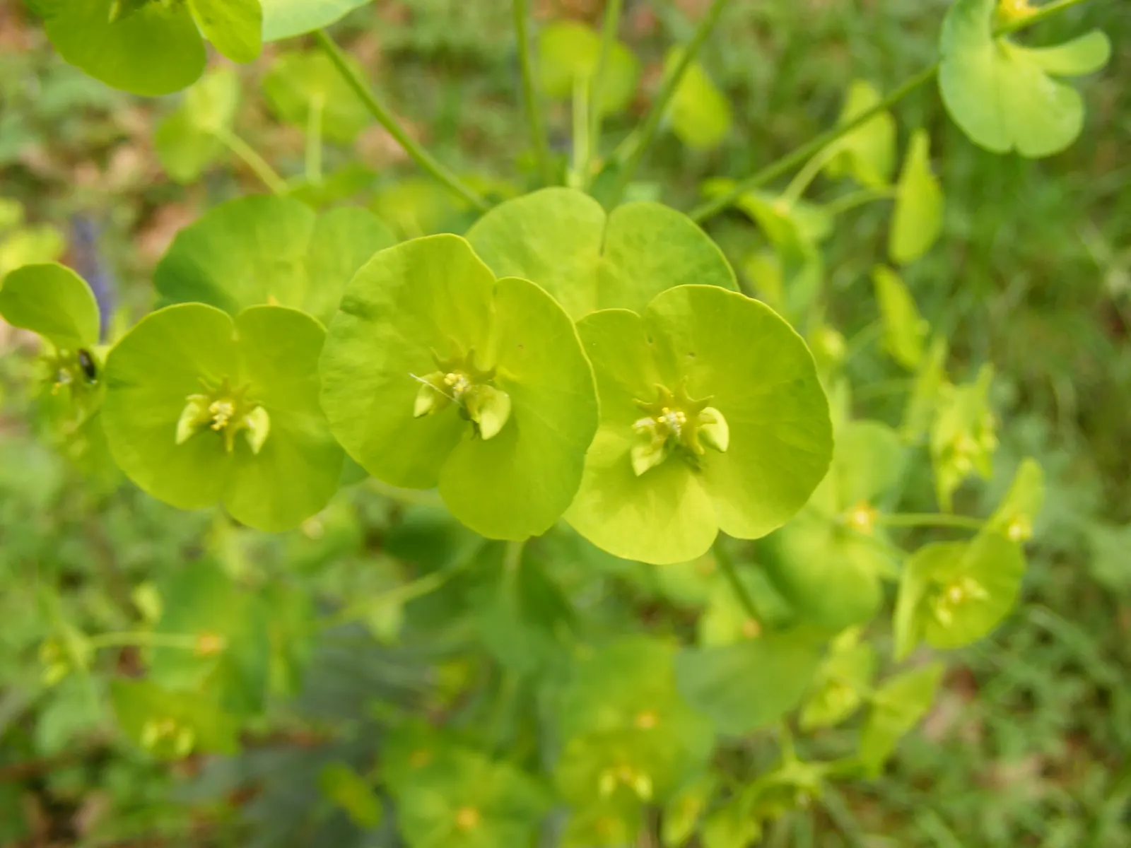 Wood Spurge (Euphorbia Robbiae) — Wood Spurge (Euphorbia robbiae) is an evergreen perennial boasting robust, leathery leaves