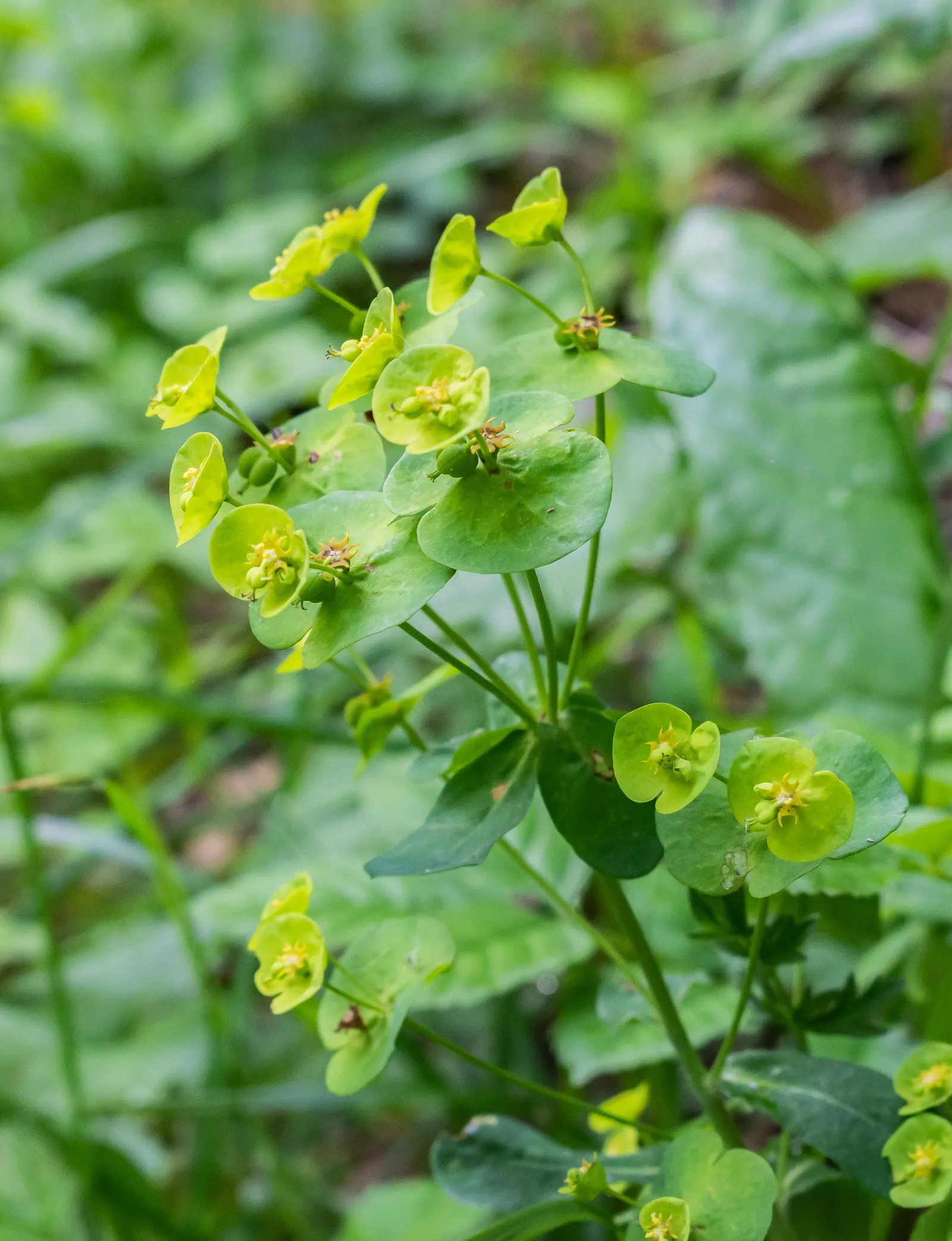 Wood Spurge (Euphorbia Robbiae) — Its drought tolerance is noteworthy, but regular watering will encourage lusher growth; which can be irritating, image 71