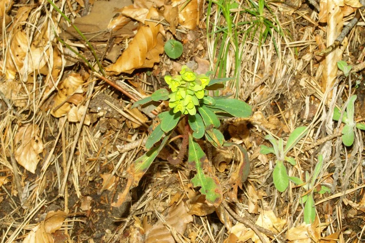 Wood Spurge (Euphorbia Robbiae) — Always don gloves when pruning or transplanting; green landscape even in shaded areas, image 76
