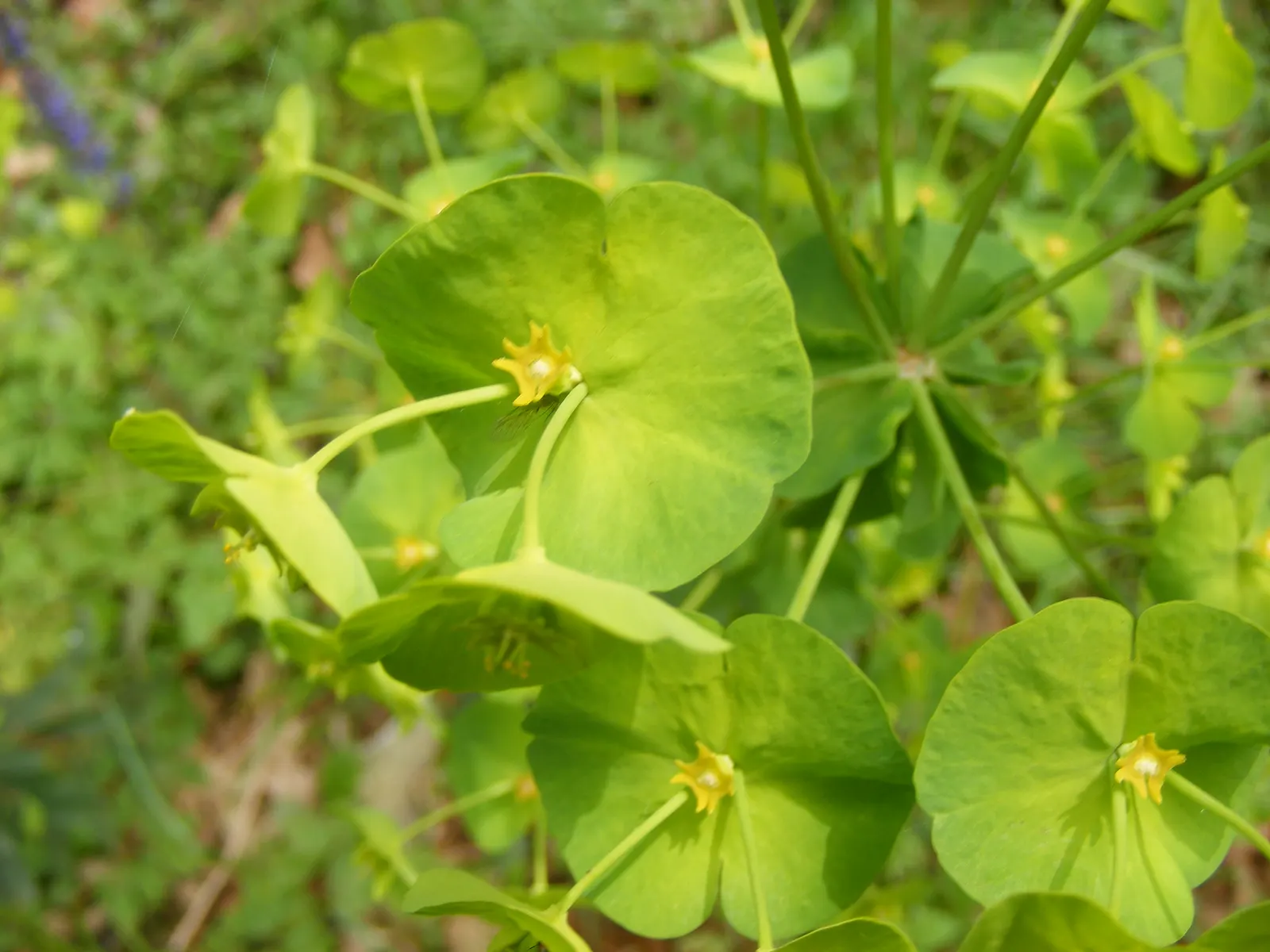 Wood Spurge (Euphorbia Robbiae) — Caution advised due to its toxic sap; green landscape even in shaded areas, image 64