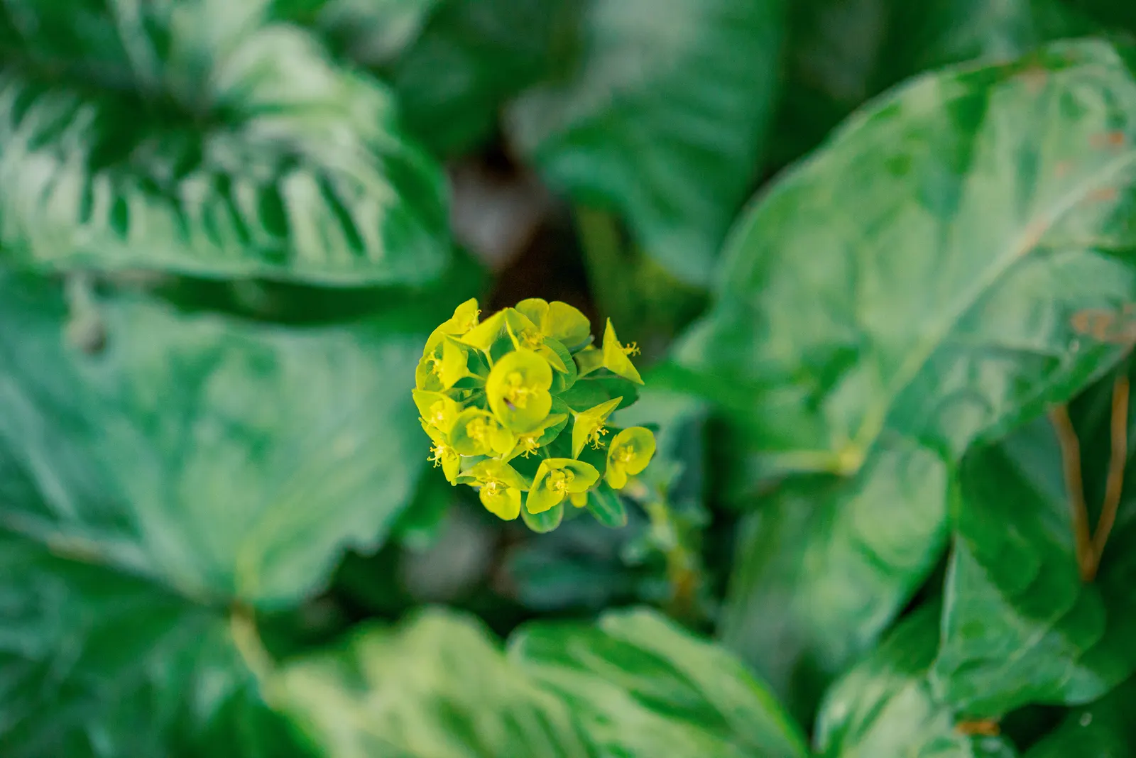 Wood Spurge (Euphorbia Robbiae) — Springtime sees it adorned with bright green-yellow flower bracts; green landscape even in shaded areas, image 60