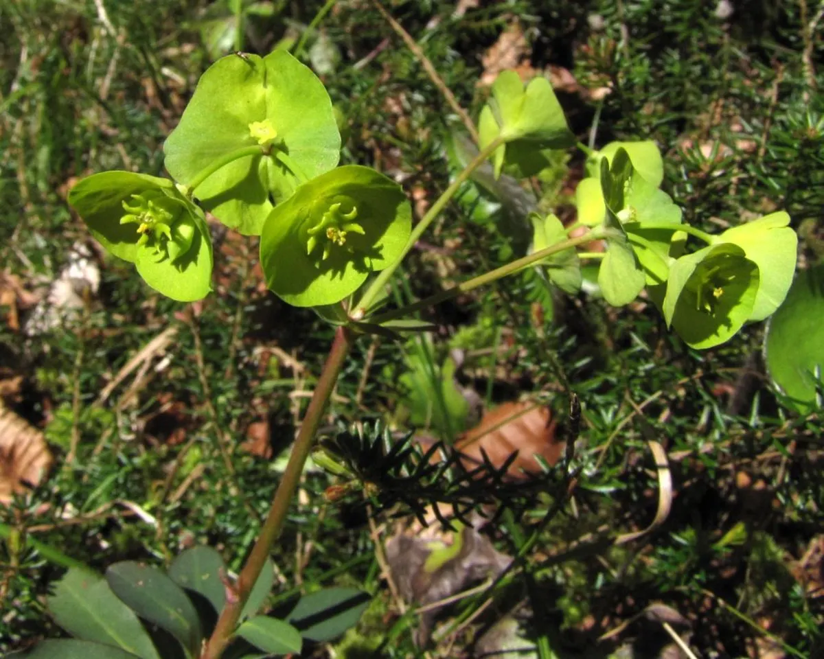 Wood Spurge (Euphorbia Robbiae) — which can be irritating to skin and toxic if ingested; spreading mound that typically reaches around 1 foot in, image 74