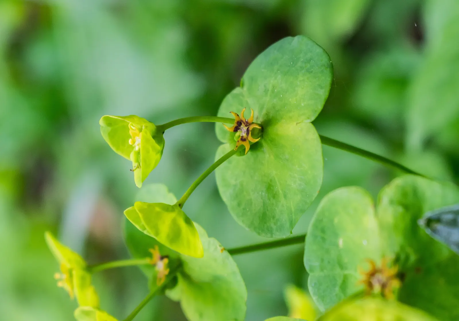 Wood Spurge (Euphorbia Robbiae) — plants should be situated approximately 1 foot apart to allow for their spreading habit; green landscape even in, image 72