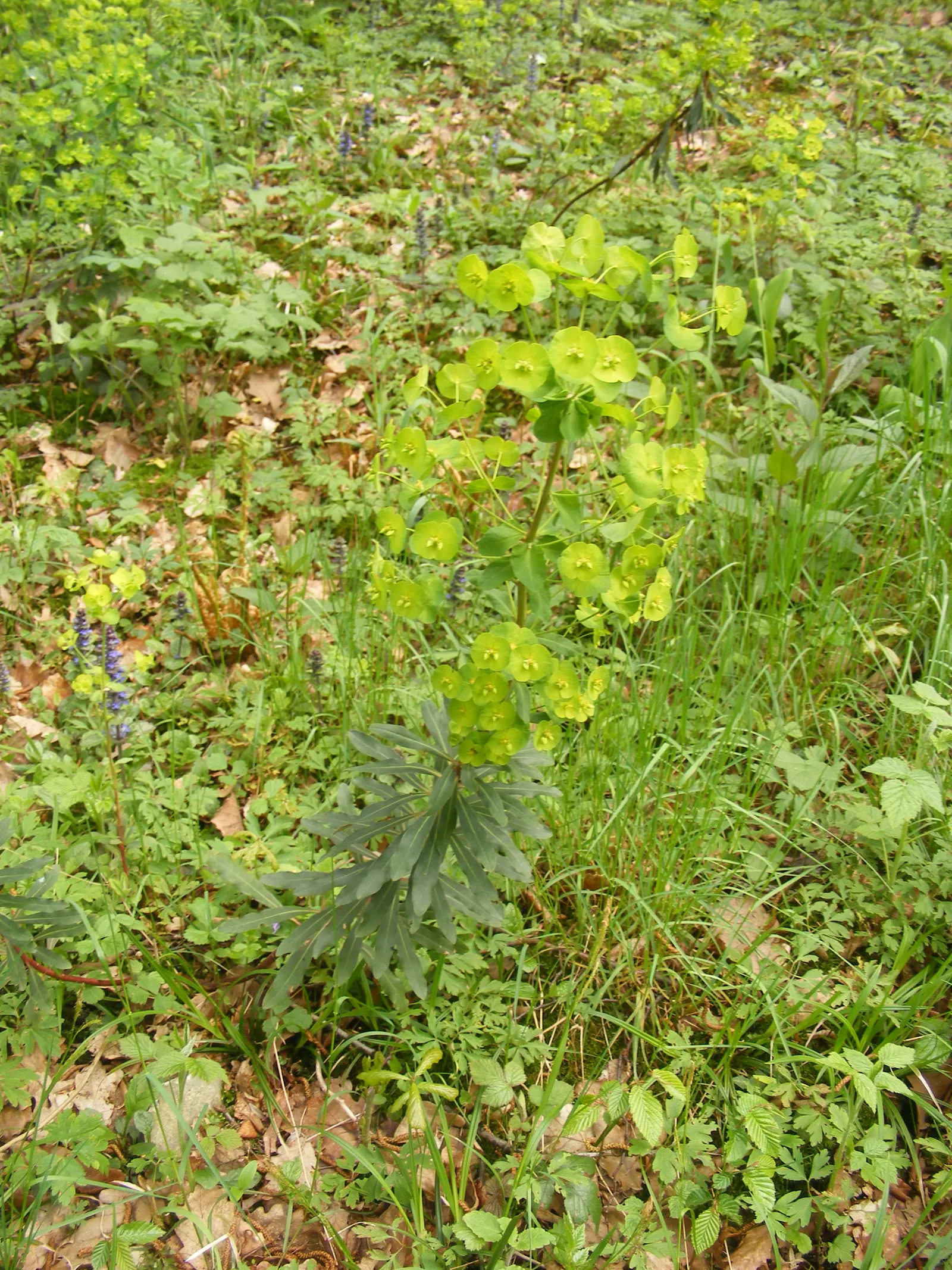 Wood Spurge (Euphorbia Robbiae) — Ideal for united underplanting; springtime sees it adorned with bright green-yellow flower bracts, image 61