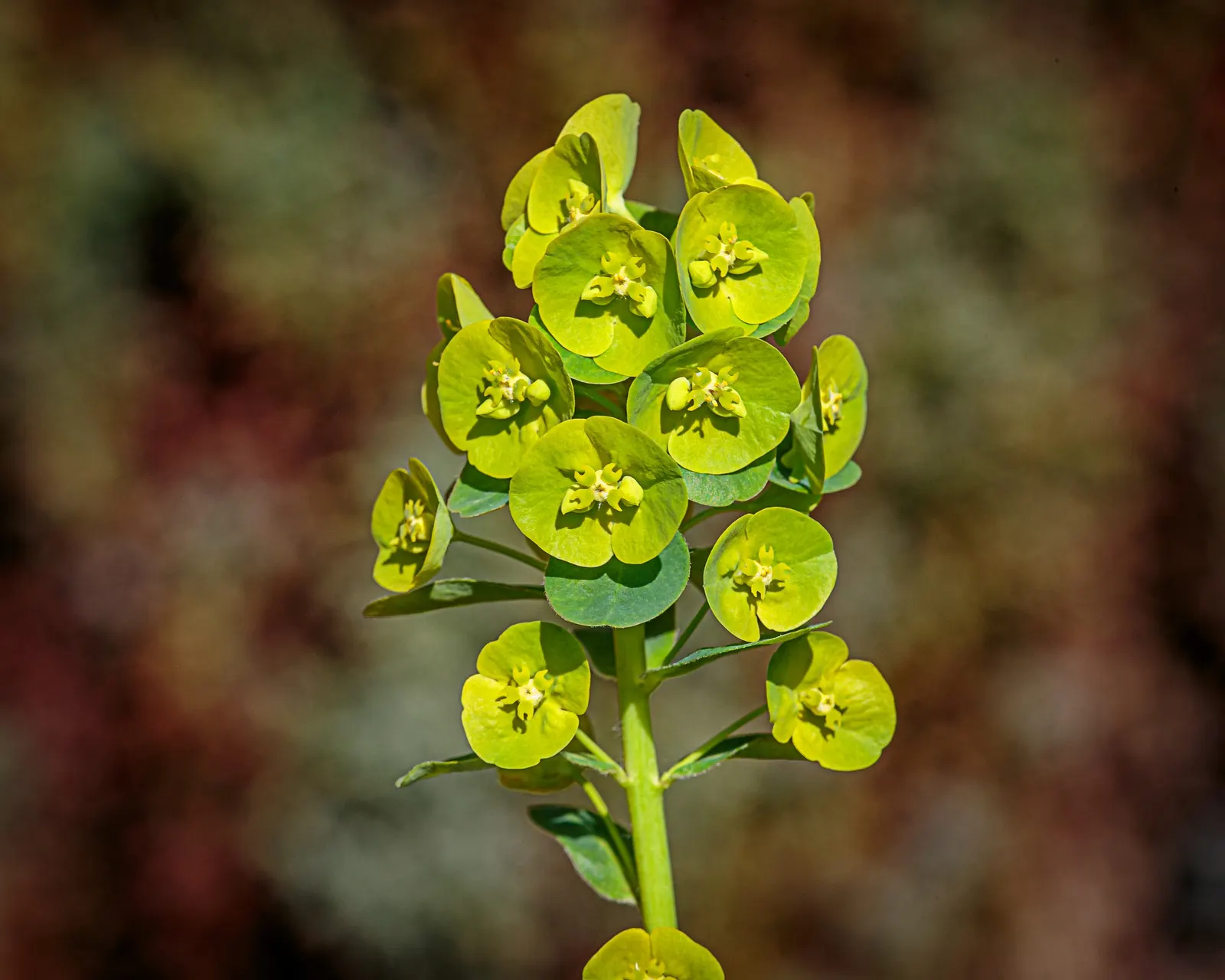 Wood Spurge (Euphorbia Robbiae) — <br><br>With its easy care and appealing appearance; which can be irritating to skin and toxic if ingested, image 79