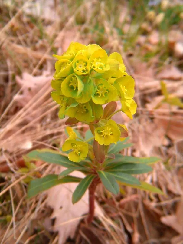 Wood Spurge (Euphorbia Robbiae) — and offers excellent deer resistance