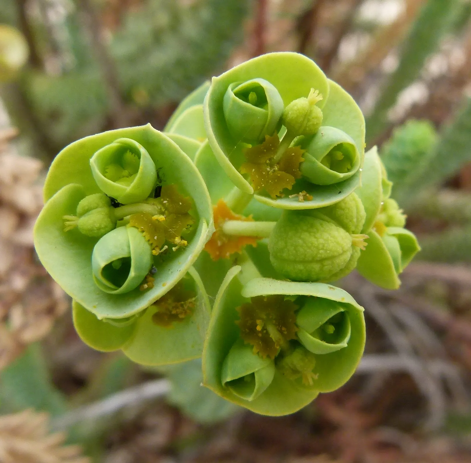 Wood Spurge (Euphorbia Robbiae) — This resilient ground cover thrives in partial to full shade; spreading mound that typically reaches around 1, image 86