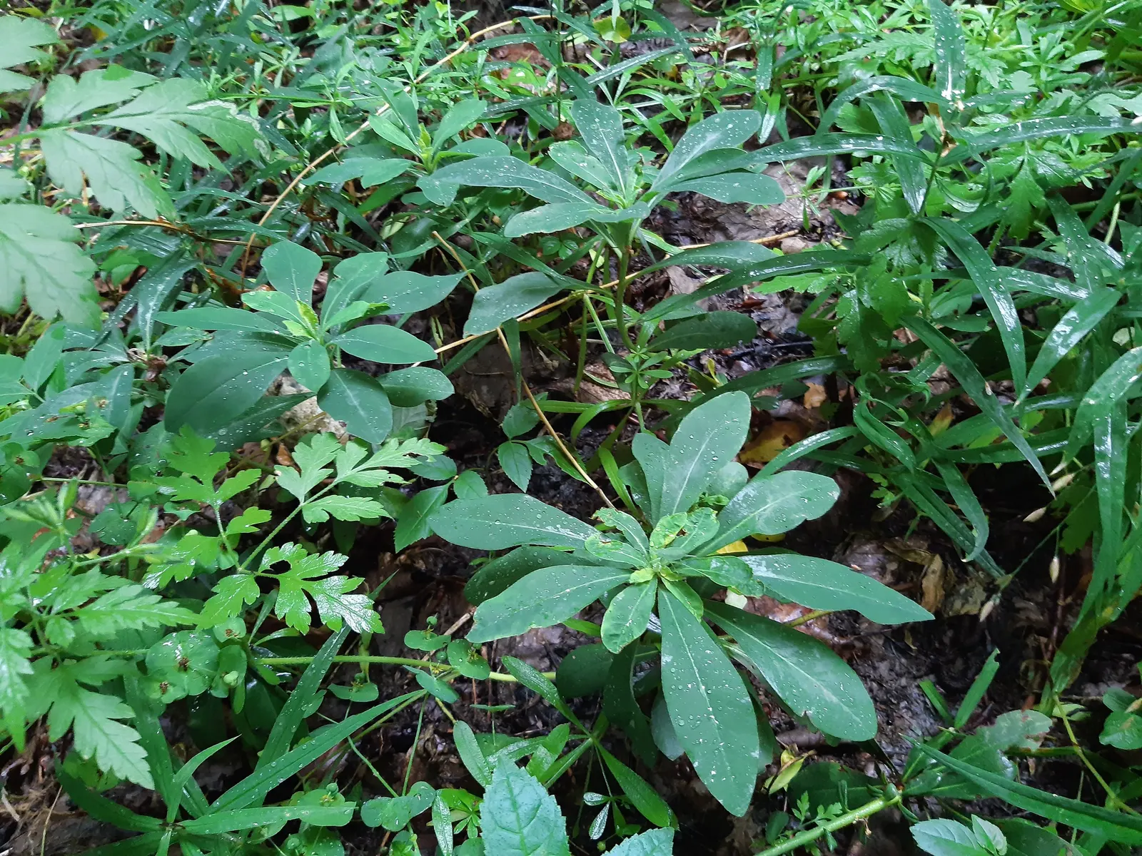 Wood Spurge (Euphorbia Robbiae) — green landscape even in shaded areas; springtime sees it adorned with bright green-yellow flower bracts, image 81