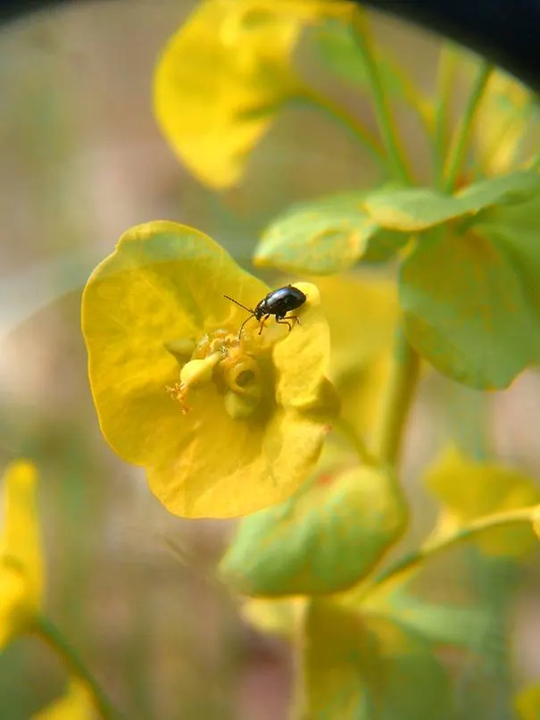 Wood Spurge (Euphorbia Robbiae) — requires well-draining soil