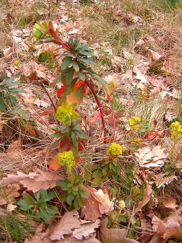 Wood Spurge (Euphorbia Robbiae) — Ideal for united underplanting