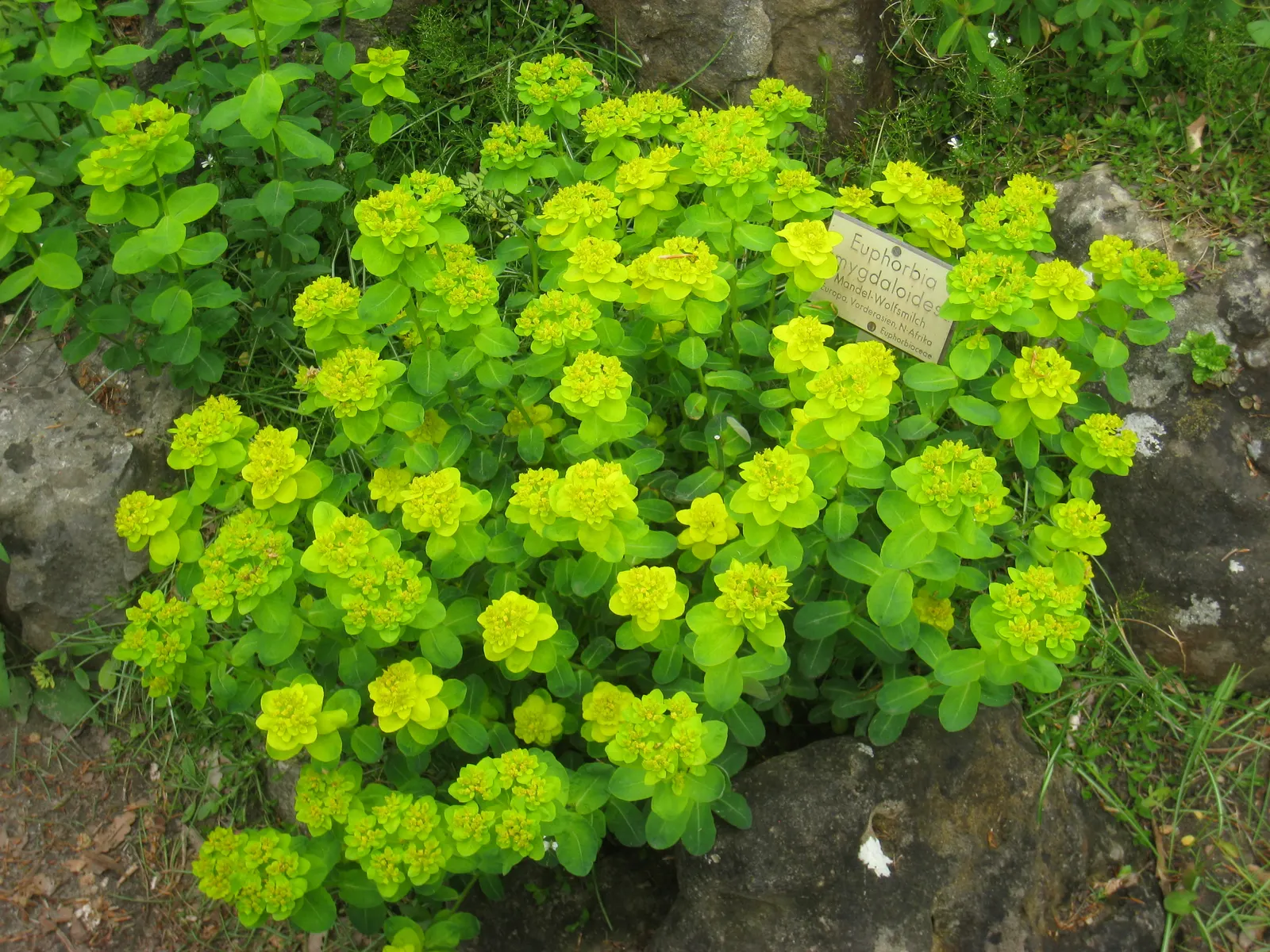 Wood Spurge (Euphorbia Robbiae) — Wood Spurge (Euphorbia robbiae) is an evergreen perennial boasting robust, leathery leaves; springtime sees it, image 85