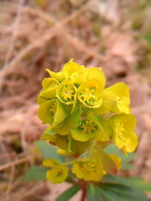 Wood Spurge (Euphorbia Robbiae) — Wood Spurge will surely enhance the client's garden; green landscape even in shaded areas, image 80
