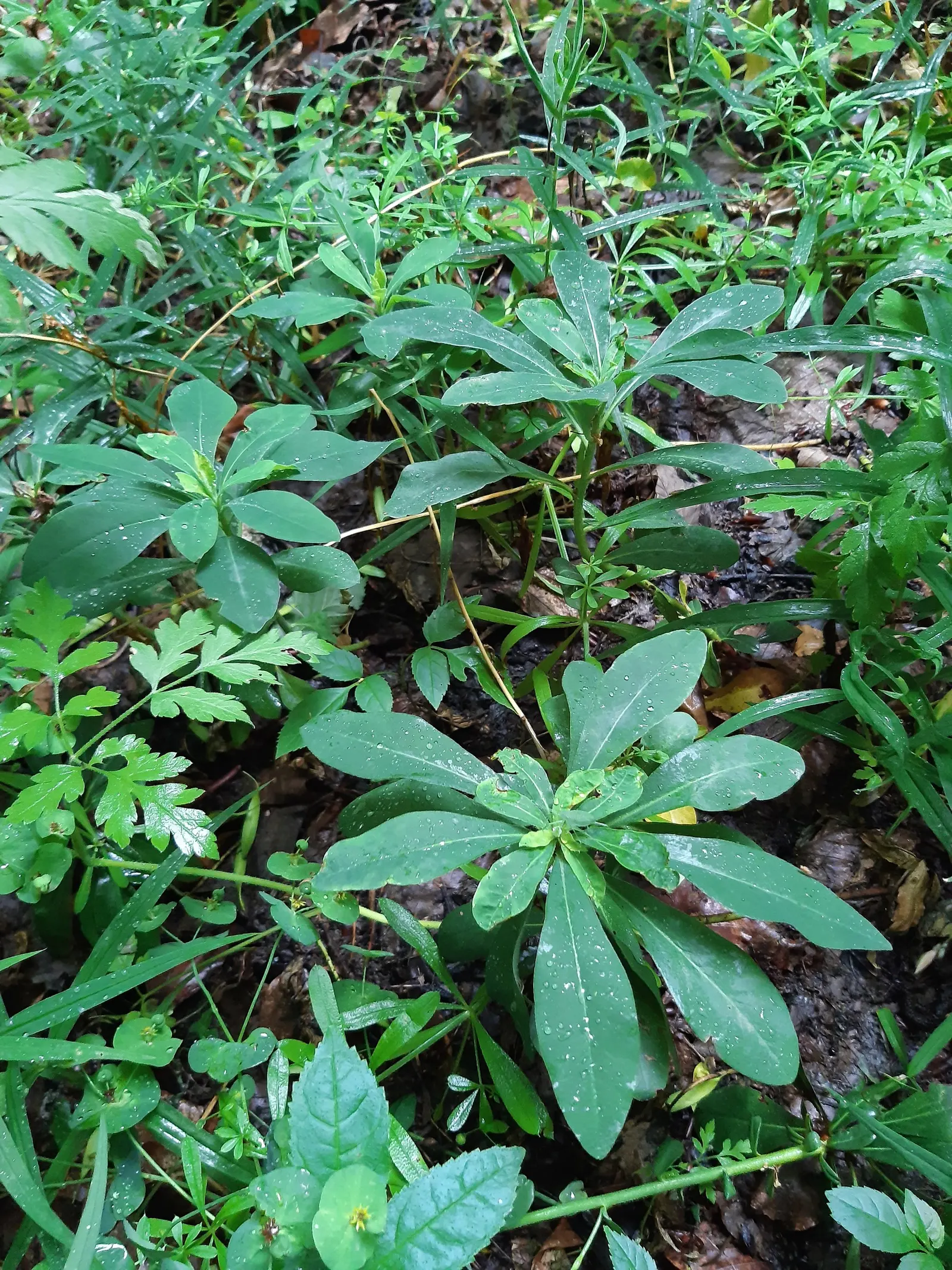 Wood Spurge (Euphorbia Robbiae) — shrub with green and yellow blooms; which can be irritating to skin and toxic if ingested, image 83