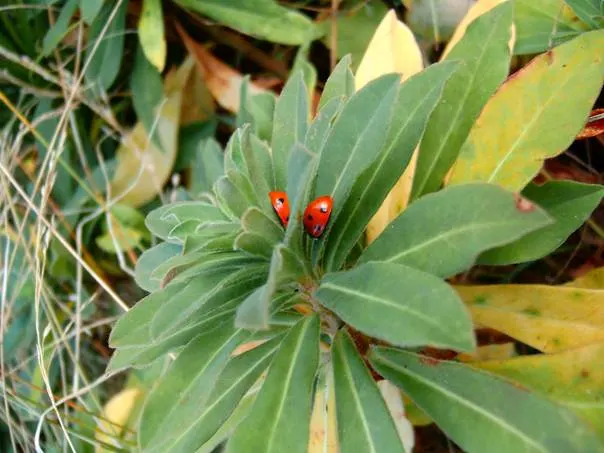 Wood Spurge (Euphorbia Robbiae) — shrub for full or half; green landscape even in shaded areas, image 84