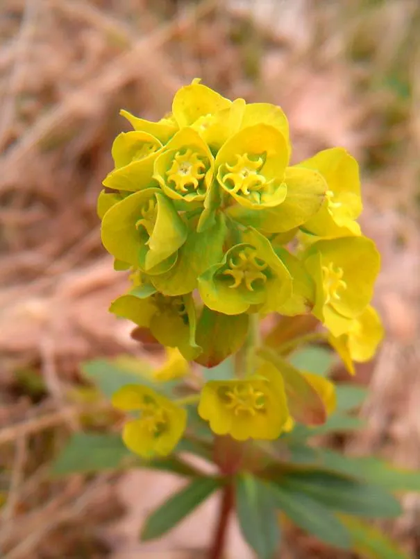Wood Spurge (Euphorbia Robbiae) — green and yellow flowers in the garden; spreading mound that typically reaches around 1 foot in height, image 82