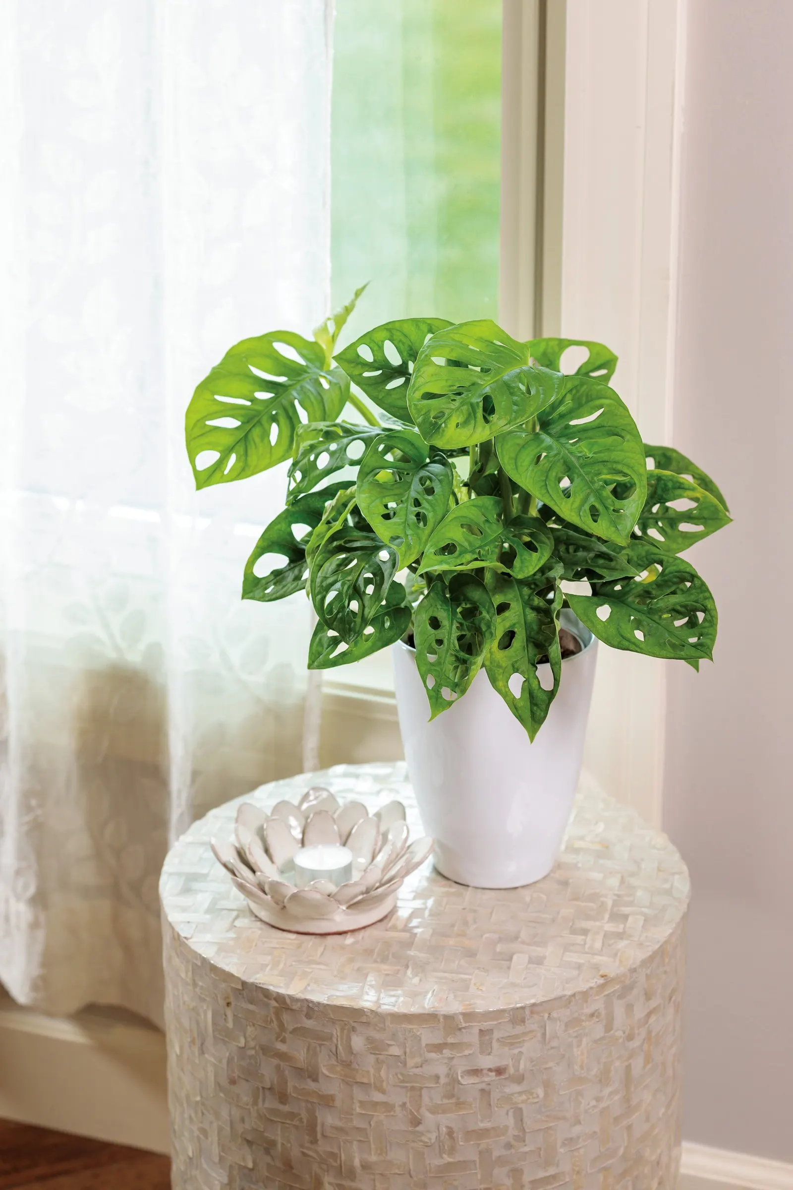 Adansonii Swiss Cheese Vine (Monstera adansonii) — The Monstera adansonii is a vigorous tropical houseplant with green