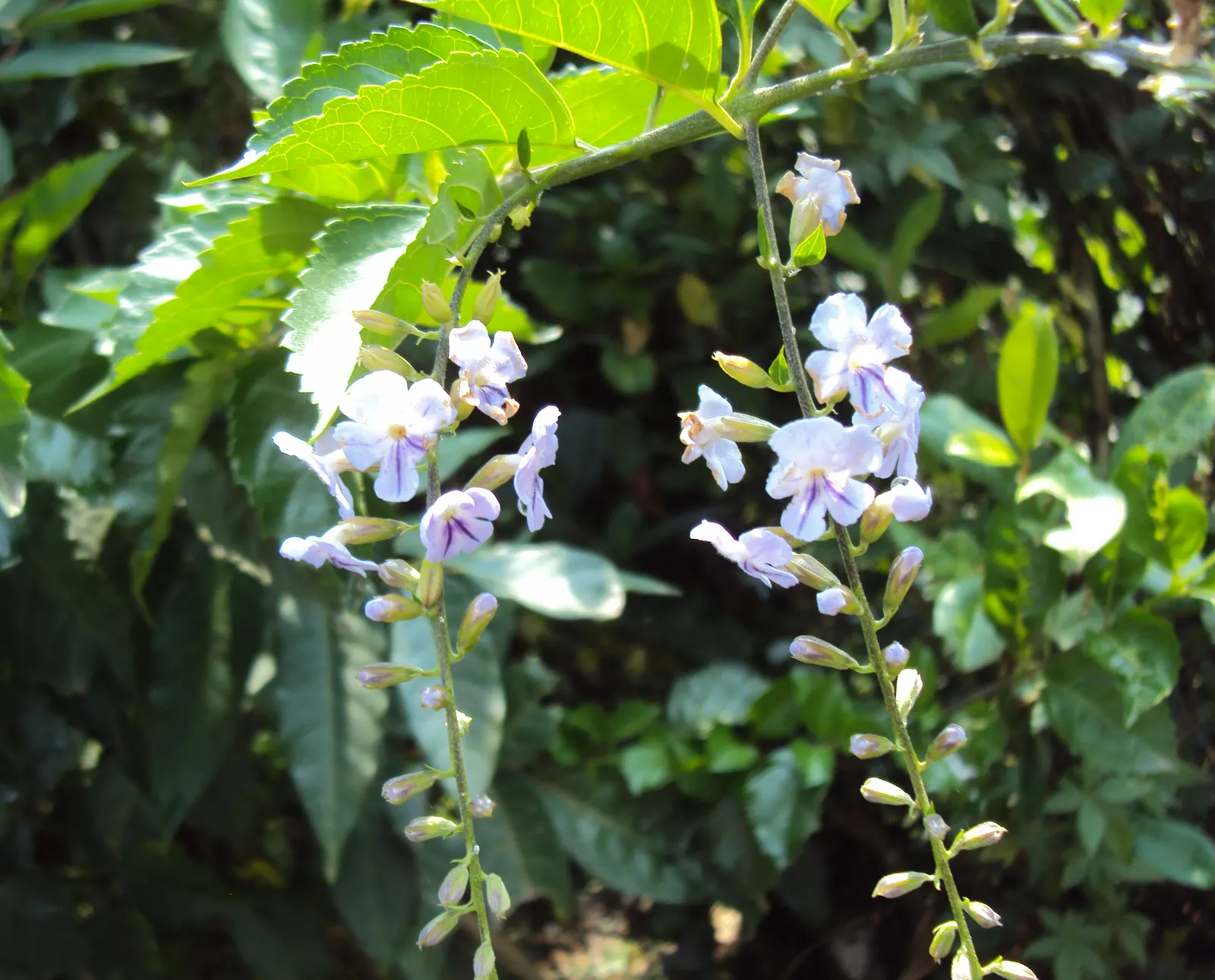 Sky Flower, Golden Dew-Drop (Duranta Erecta 'Sweet Memory') — is a vibrant evergreen shrub reaching up to 5 feet tall