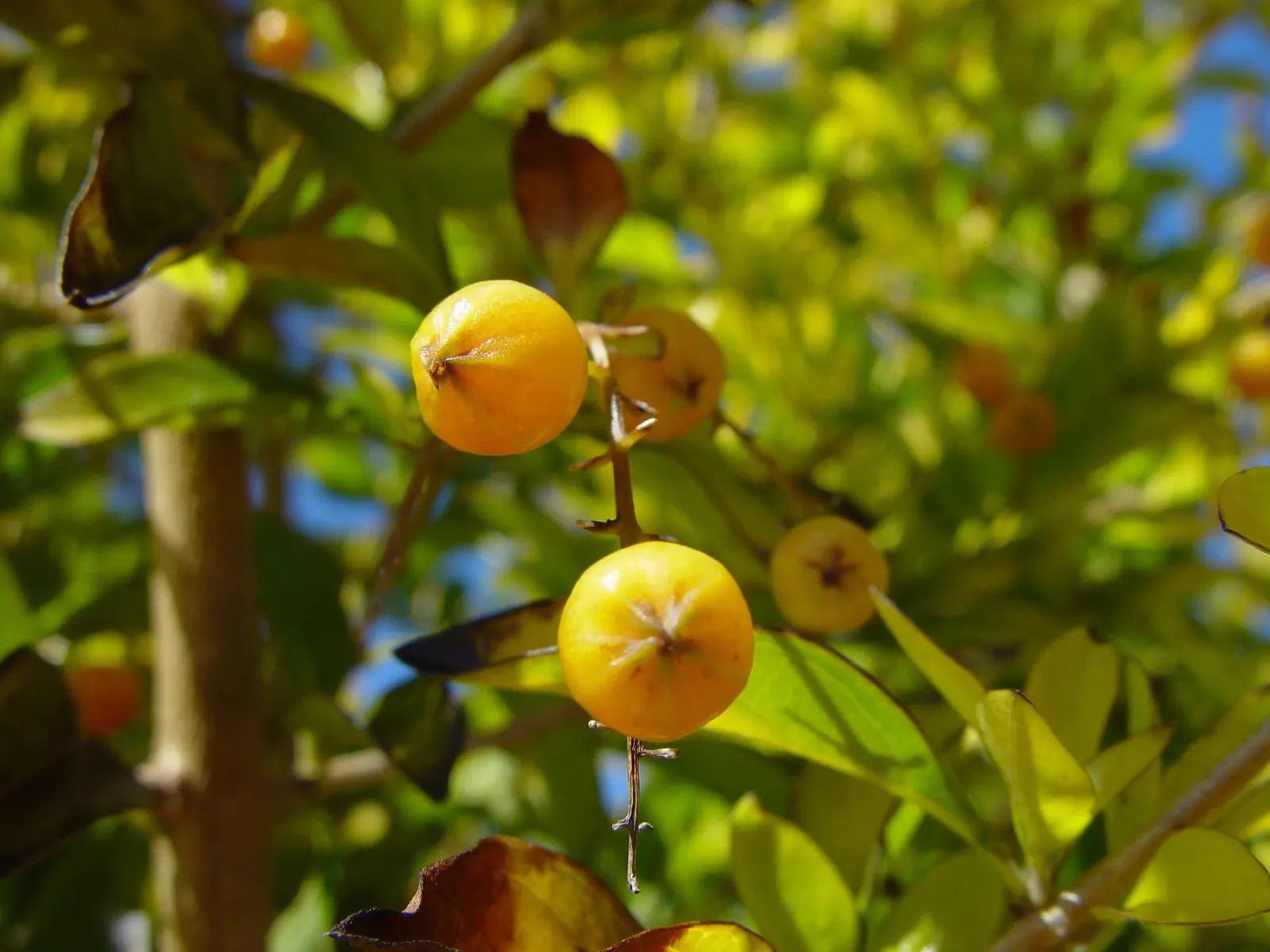 Sky Flower, Golden Dew-Drop (Duranta Erecta 'Sweet Memory') — Duranta erecta 'Sweet Memory,' commonly known as the Sky Flower or Golden Dew-Drop