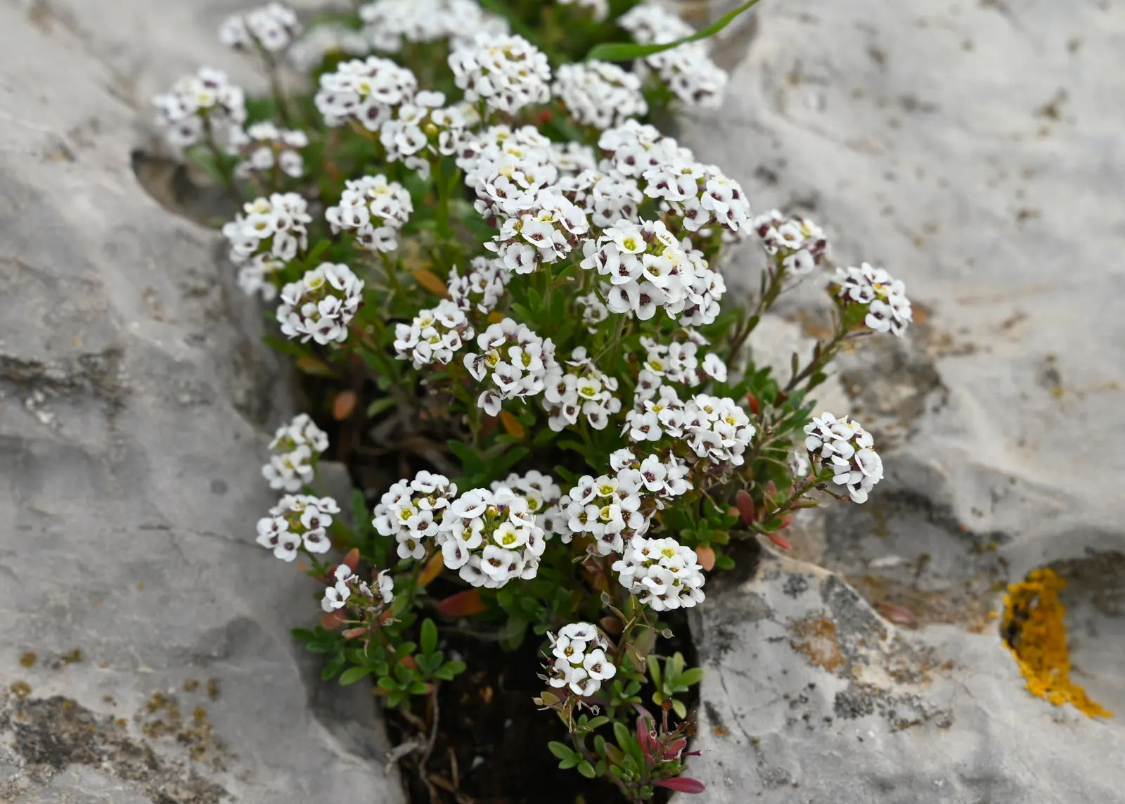Sweet Alyssum (Lobularia Maritima) — annual / ground cover for full or half or shade; providing an elegant yet effortless complement to any garden, image 60