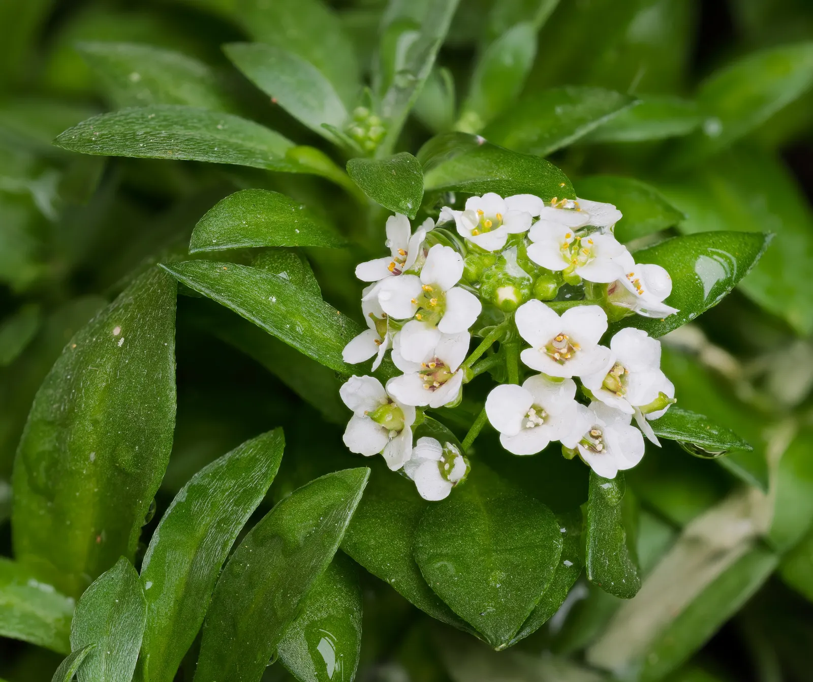 Sweet Alyssum (Lobularia Maritima) — offers a profusion of fragrant white to purple blooms; lance-shaped leaves that remain a lush grayish-green, image 62