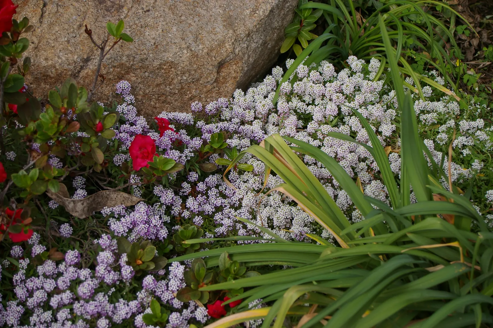 Sweet Alyssum (Lobularia Maritima) — This easy-to-grow annual thrives in USDA hardiness zones 5 through 9; sweet-scented flowers and low, image 107