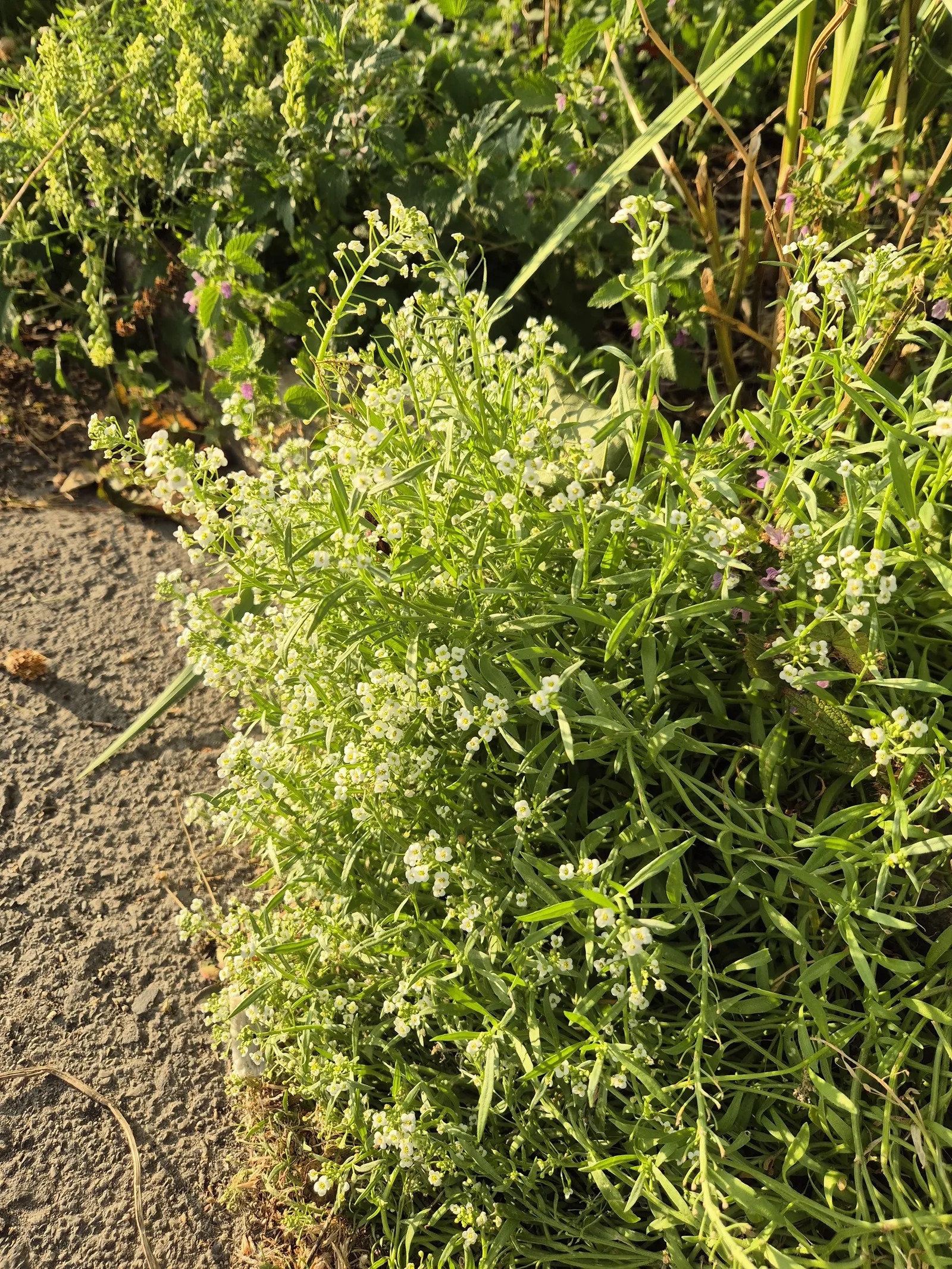 Sweet Alyssum (Lobularia Maritima) — providing a honey-scented allure and attracting pollinators from spring through fall; the blossoms are, image 105