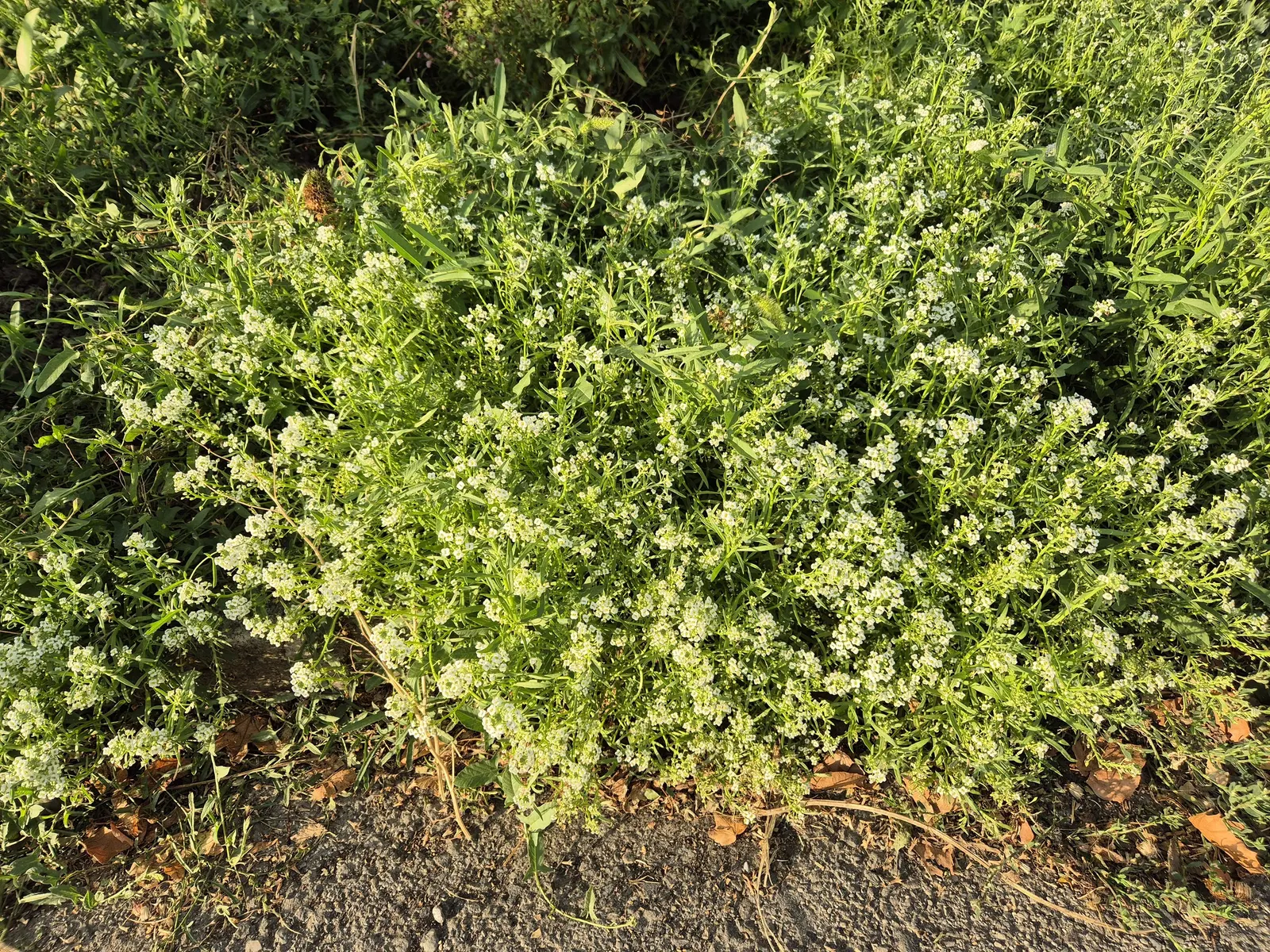 Sweet Alyssum (Lobularia Maritima) — Drought-tolerant and low-maintenance; providing a honey-scented allure and attracting pollinators from spring, image 104
