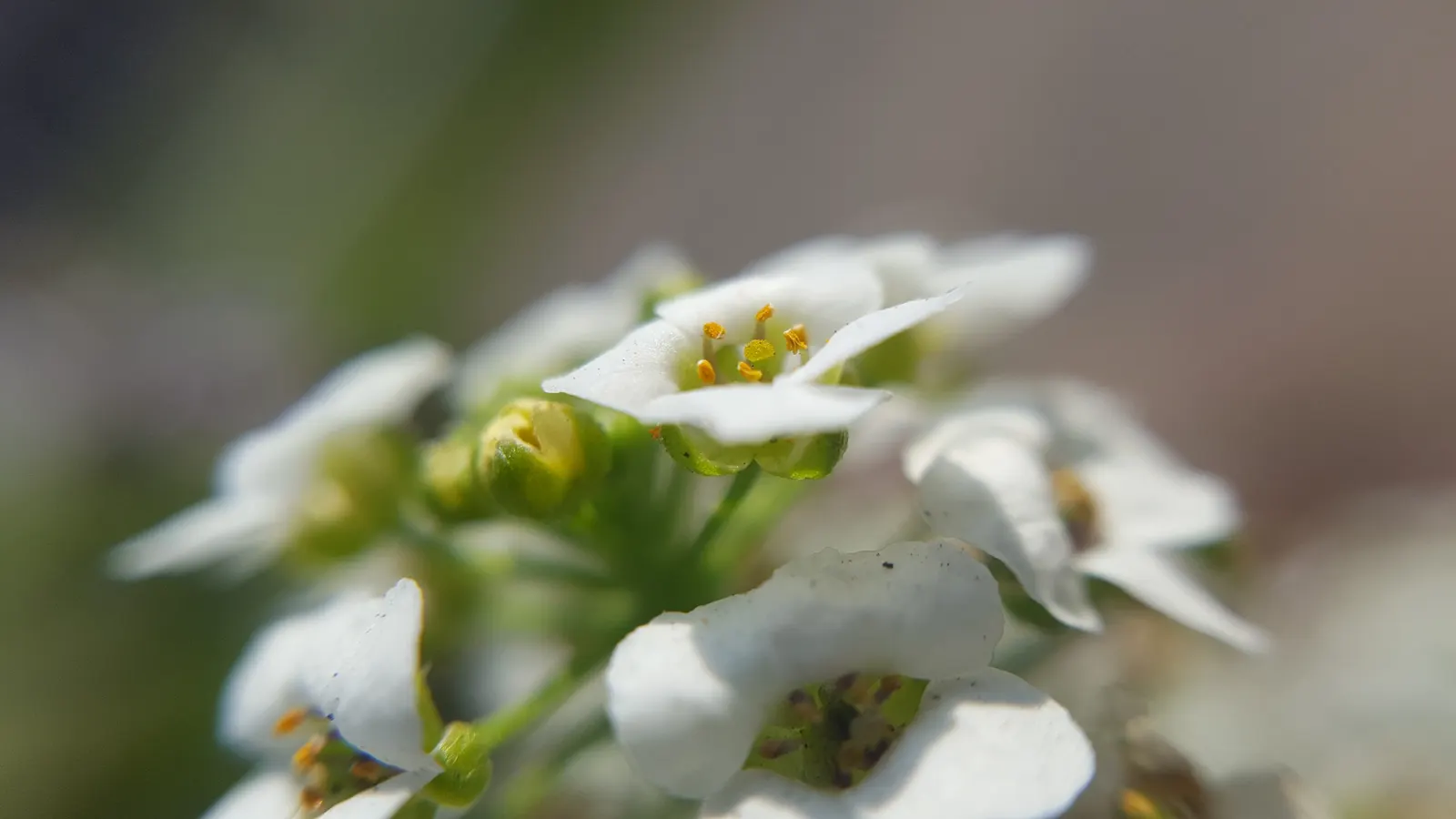 Sweet Alyssum (Lobularia Maritima) — providing an elegant yet effortless complement to any garden design; its flowering prowess from late spring, image 57